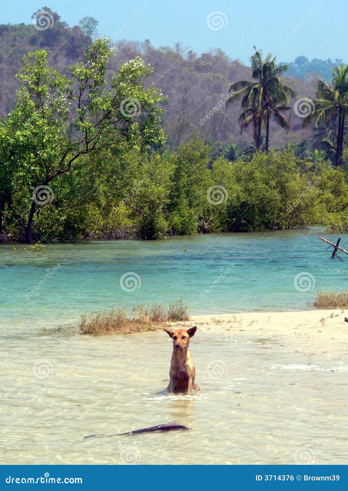 Dog CoolingOff stock photo. Image of animal, myanmar 3714376