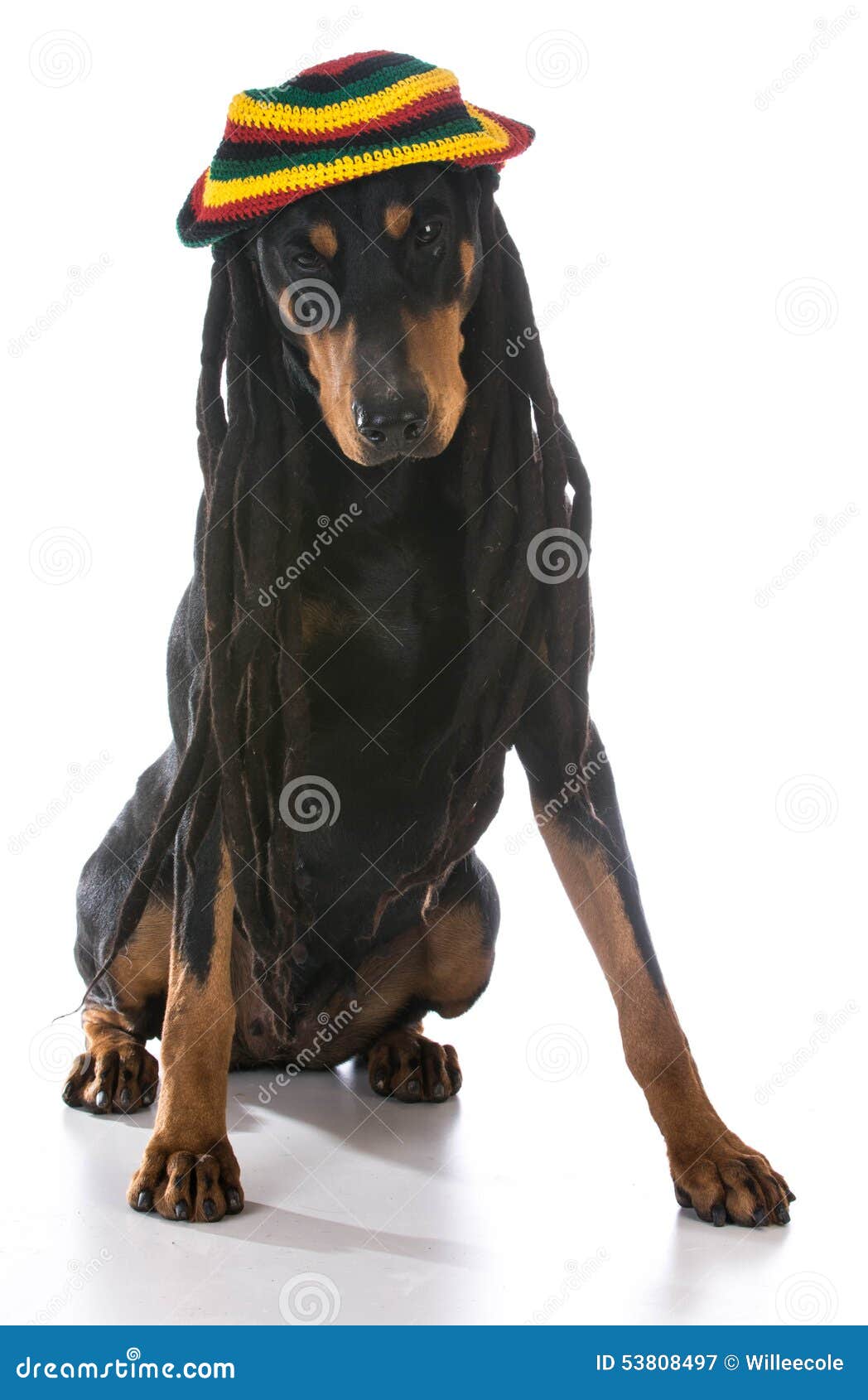 Dog in costume stock image. Image of comedy, face, handcraft 53808497