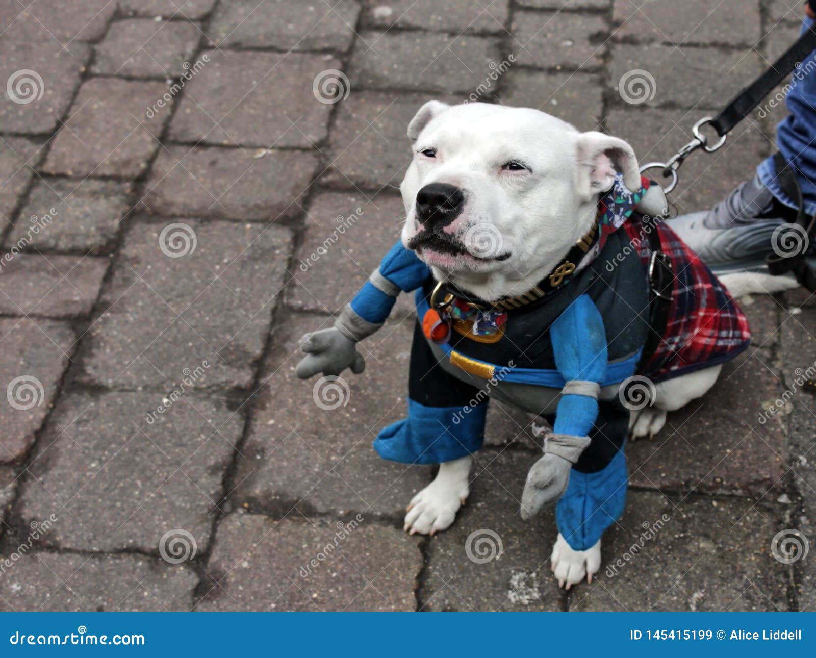 Staffordshire Pit Bull Terrier Dressed As A Superhero Stock Image