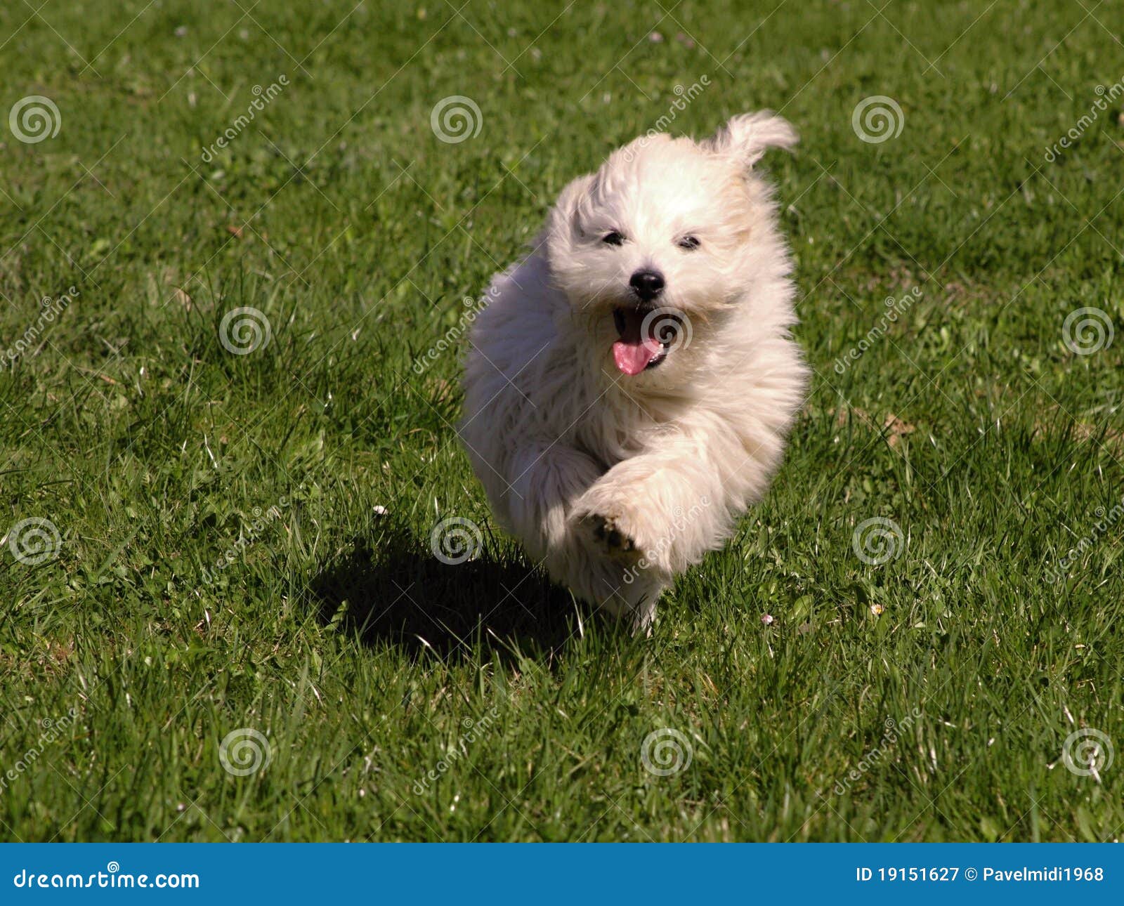 dog coton de tulear