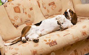 Dog On The Couch Stock Image Image Of Rest Hound Pleasure 11198329