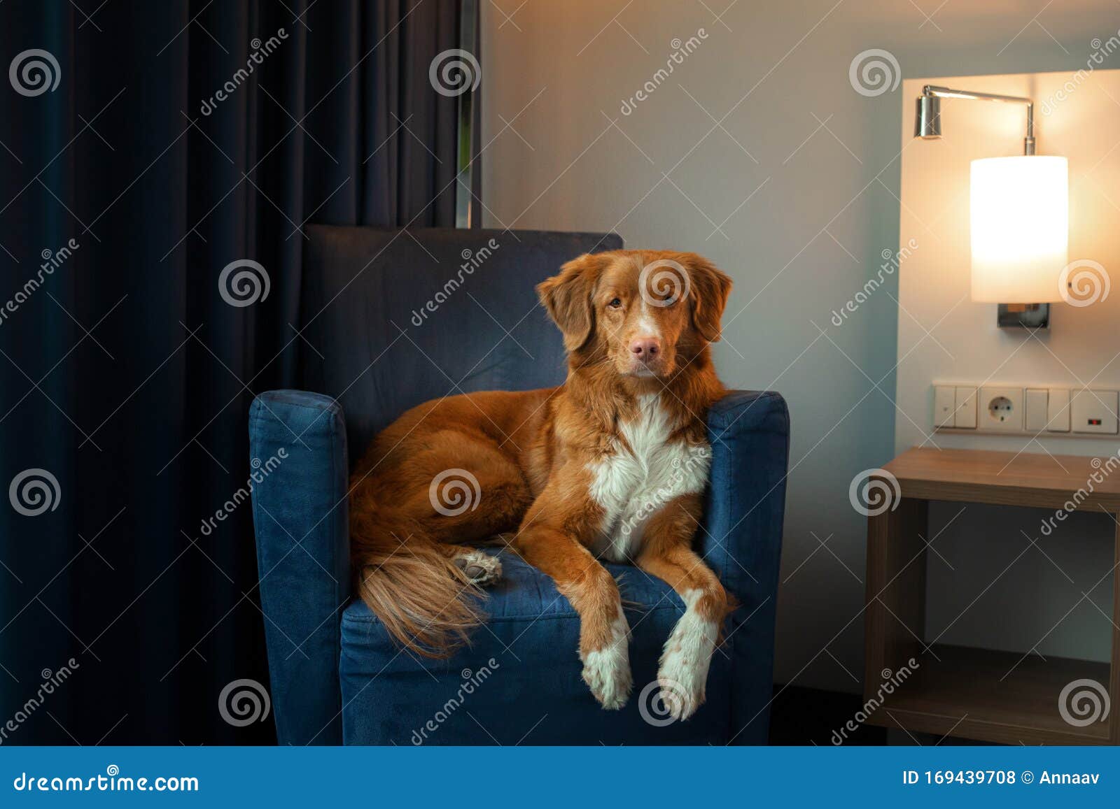 Dog On A Couch In The Interior Of A Hotel Or Home Nova Scotia Duck Tolling Retriever Indoor Stock Photo Image Of Apartment Hotel 169439708