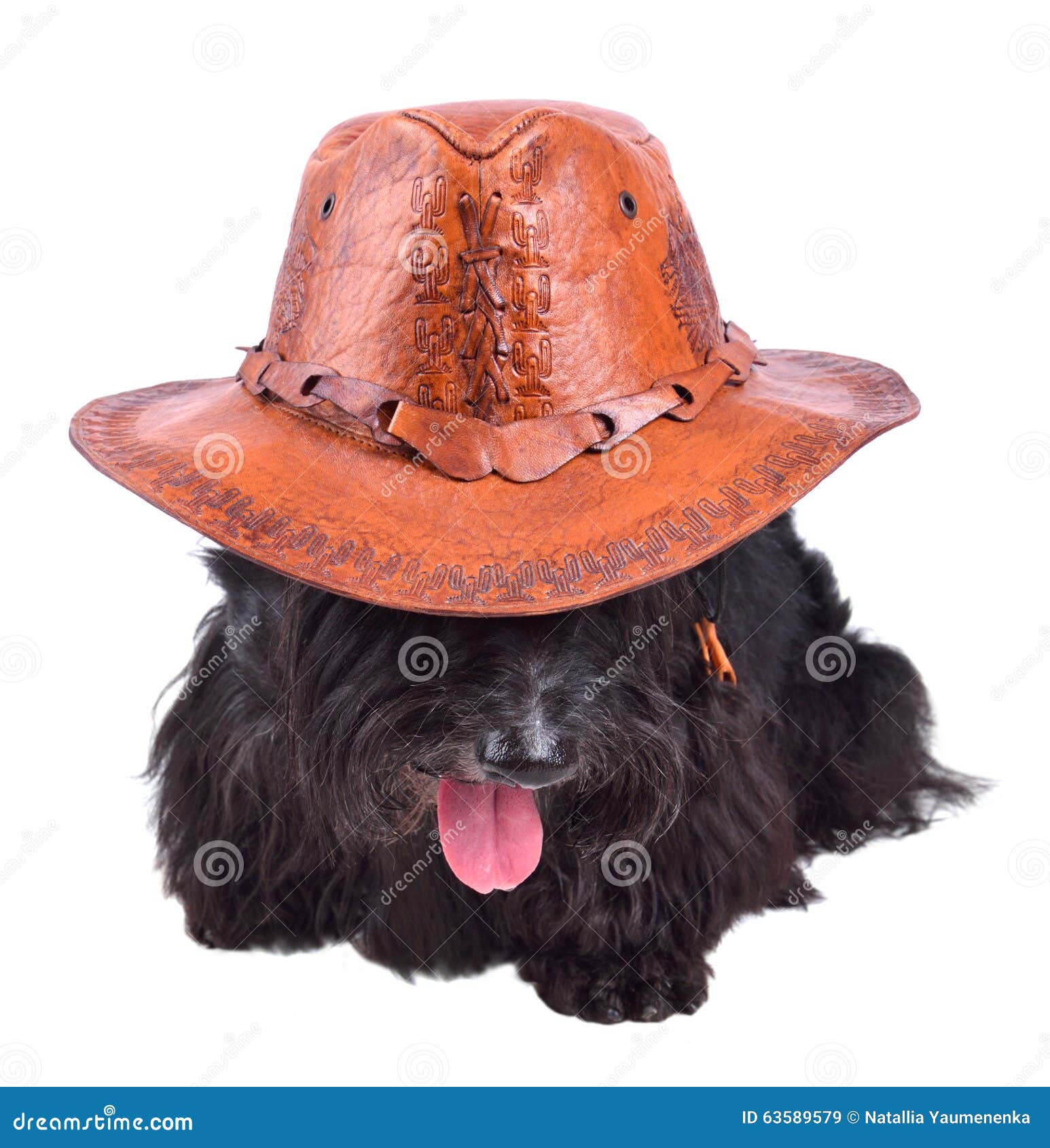 Dog in cowboy hat stock image. Image of domestic, posing 63589579