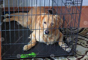 What Size Crate Does A Golden Retriever Need The Retriever Expert 