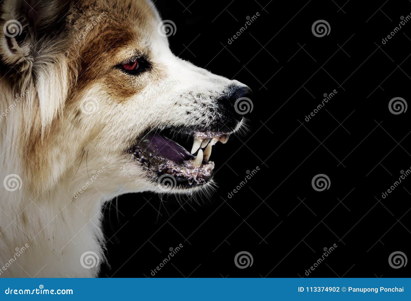 dog crazy threaten show fangs have drooling. is a symptom of rabies.