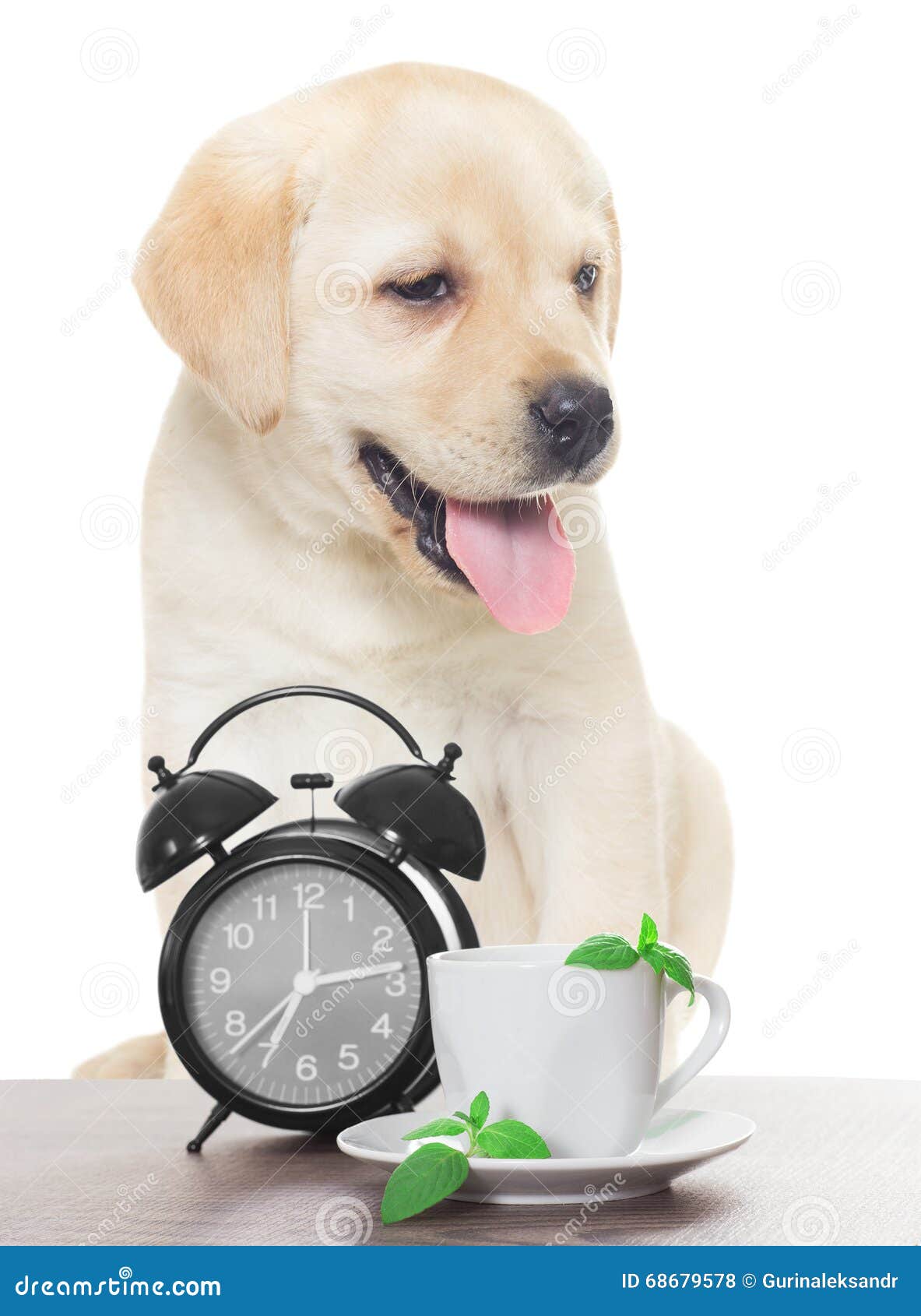 Dog and cup of tea stock photo. Image of alarm, morning 68679578