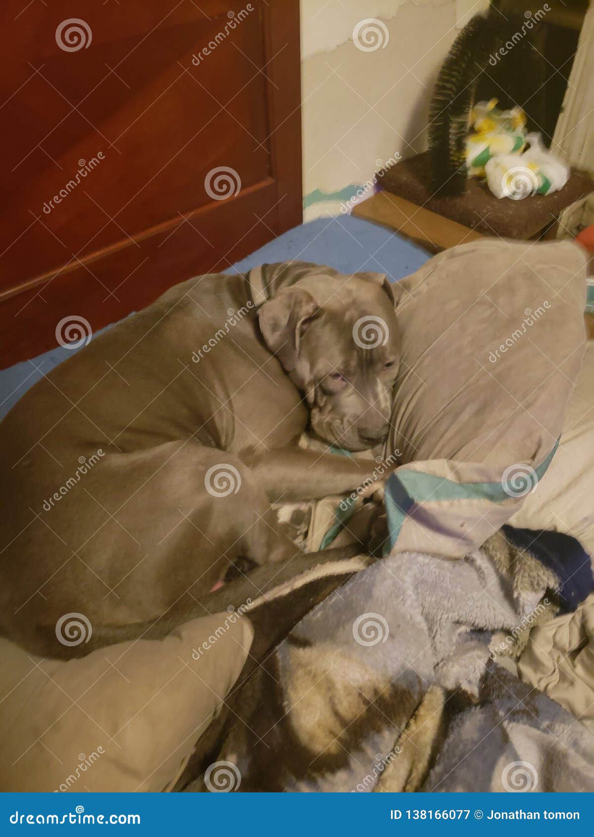 Dog curled up sleeping stock image. Image of relax, curled 138166077