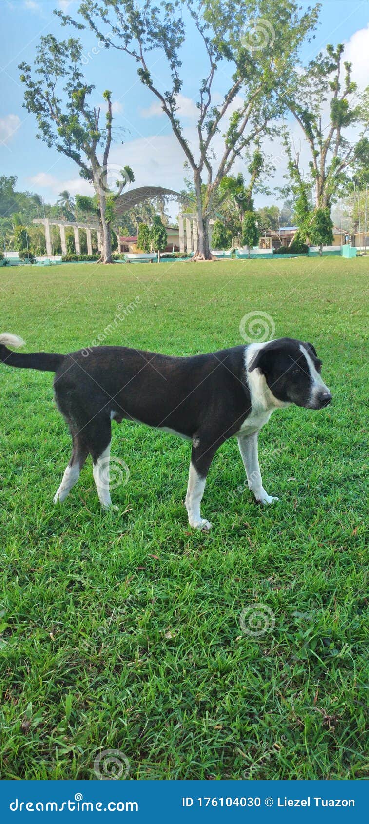 Askal Dog Photos Free Royalty Free Stock Photos From Dreamstime