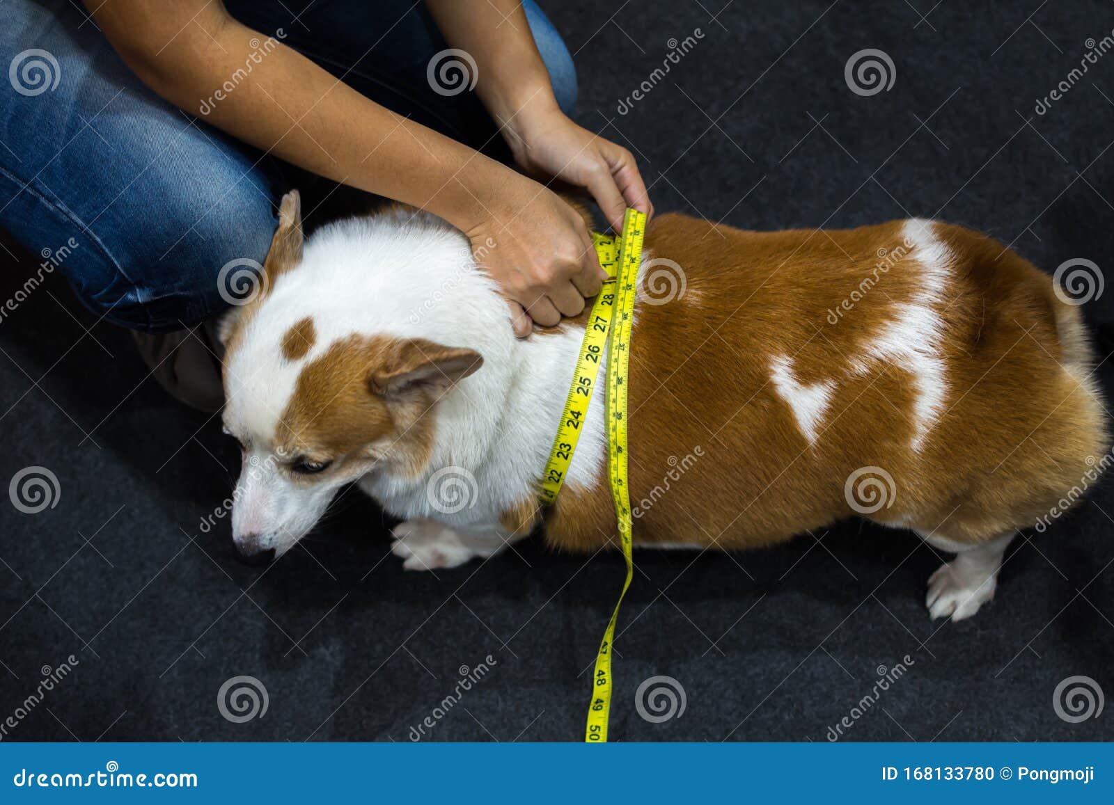 dog corgi overweight and fatness with tapeline