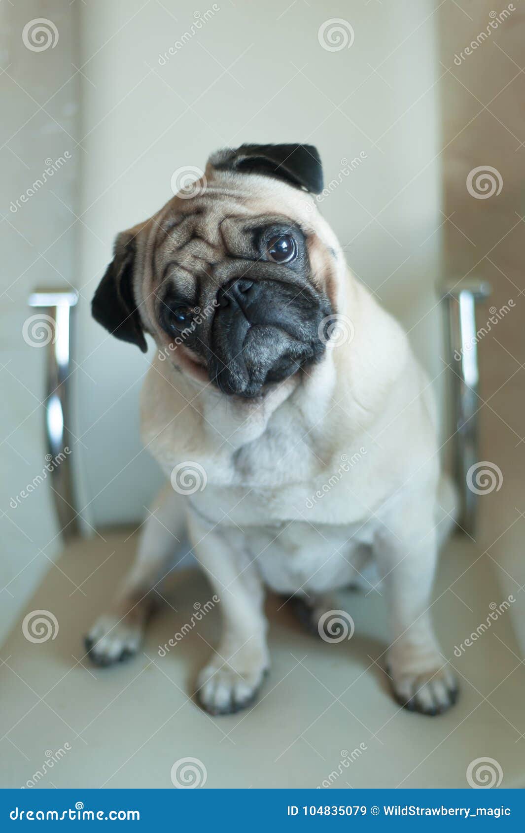 Dog A Cute Pug Sits On A Chair With His Head Tilted Looking A
