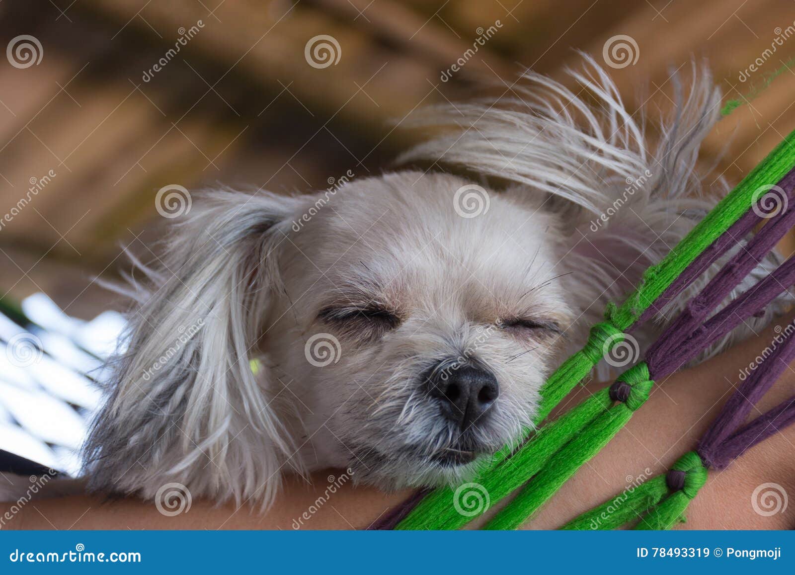 79+ Maltese Pomeranian Poodle Mix