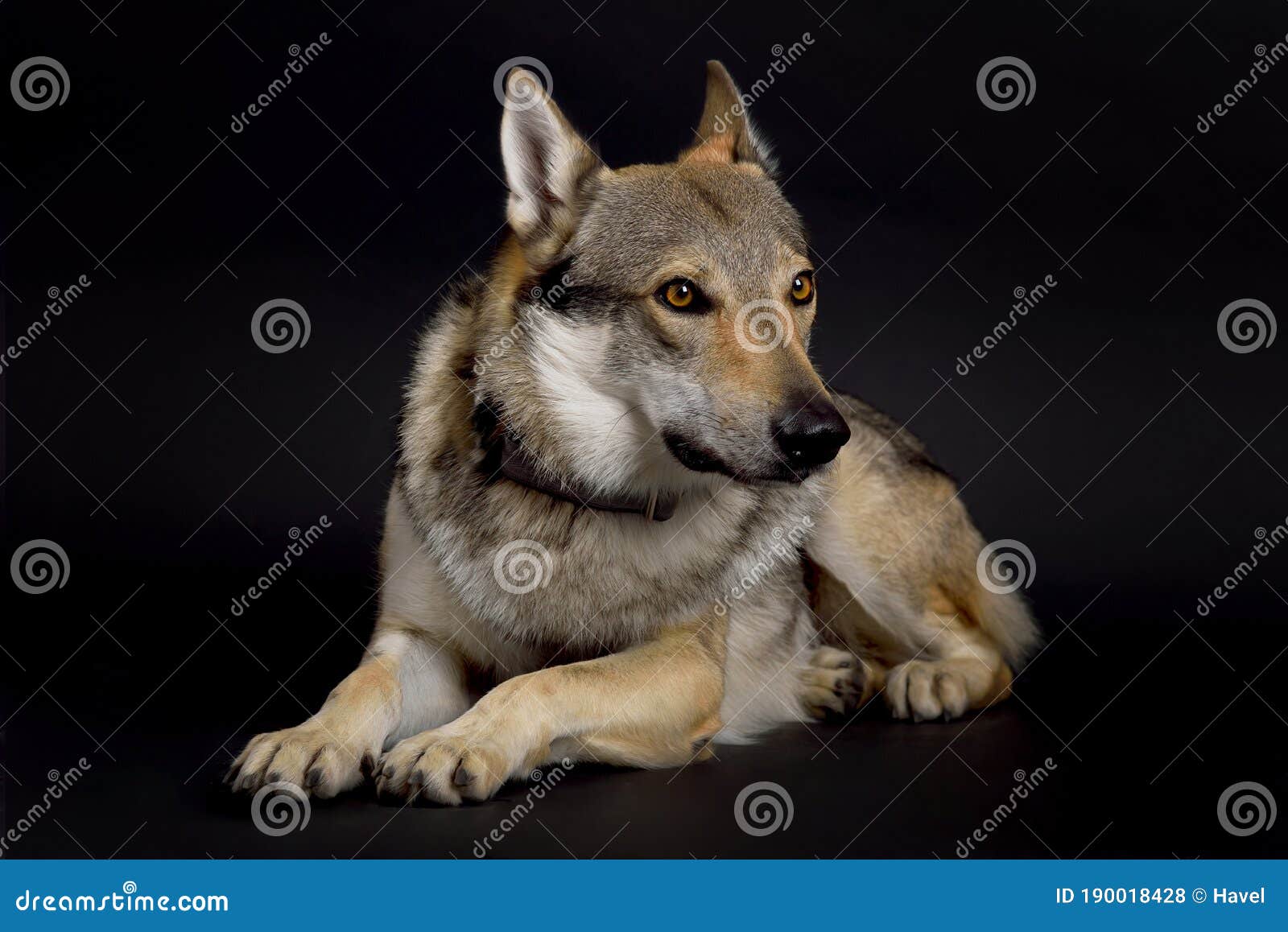35 Teeth Czechoslovakian Wolfdog Photos Free Royalty Free Stock Photos From Dreamstime