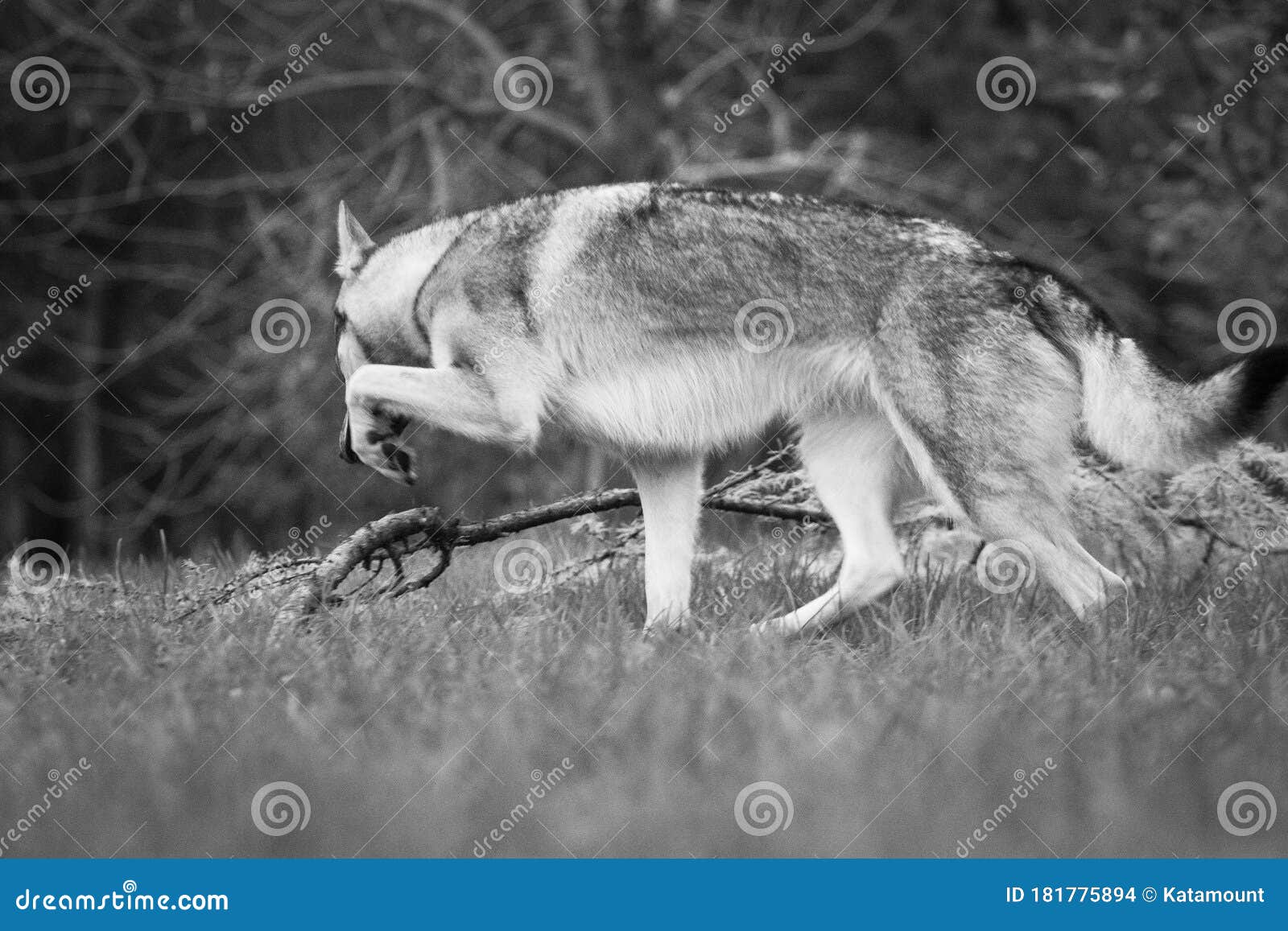 Dog Czechoslovakian Wolfdog Steps Over A Branch Stock Photo Image Of Fauna Black 181775894