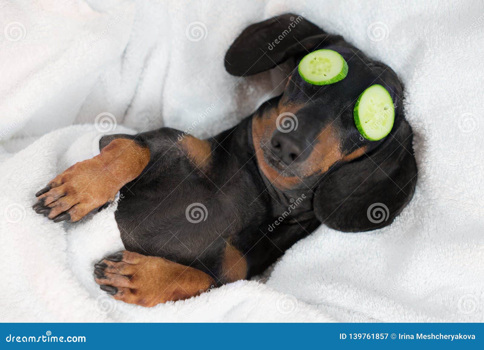 dog dachshund, black and tan, relaxed from spa procedures on face with cucumber, covered with a towel