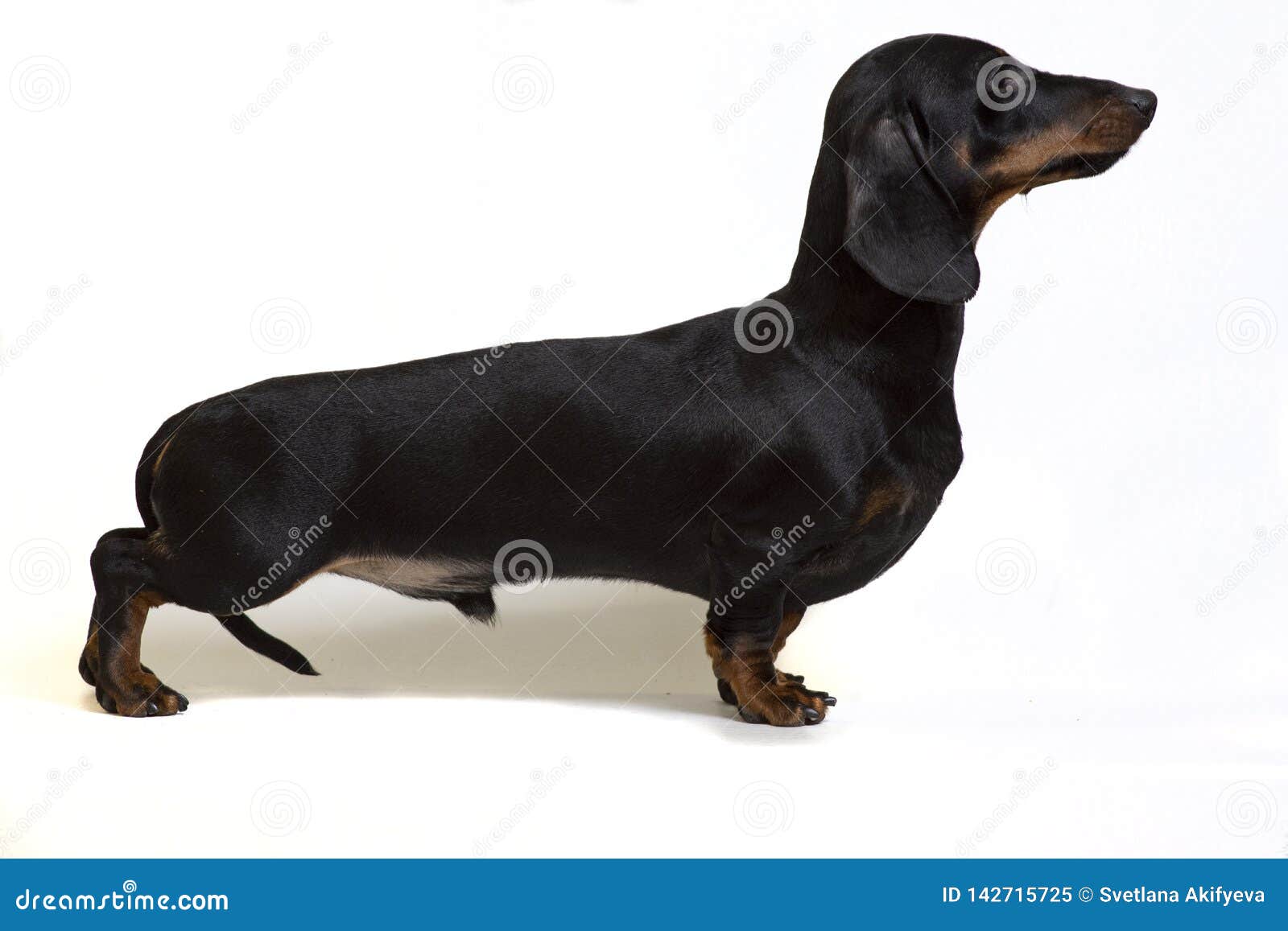 black dachshund