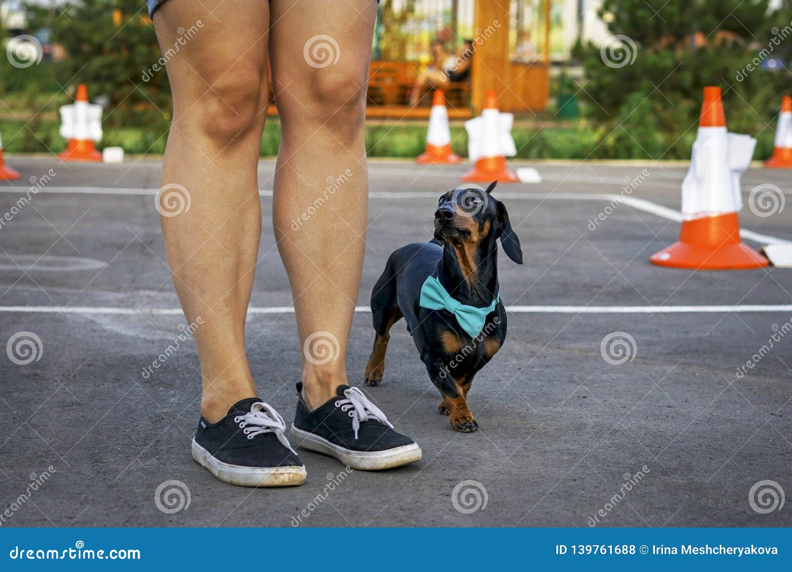 Dog Dachshund Breed, Black And Tan, With The Trainer At