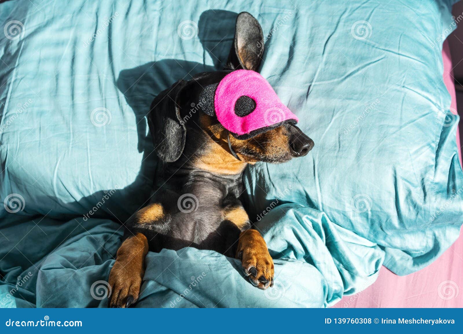 Dog Dachshund Puppy Asleep Comfortably In Bed In The Rays Of The