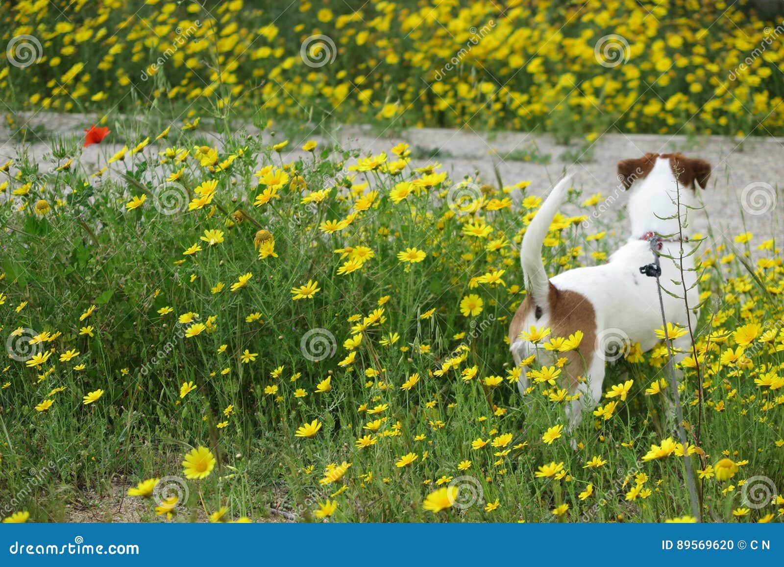DOG in DAISIES stock photo. Image of enjoy, daisy, leaf 89569620