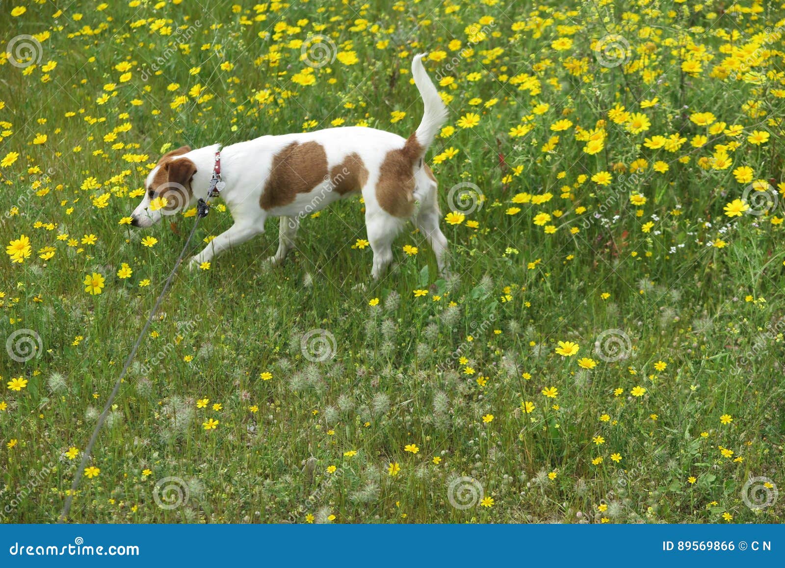 DOG in DAISIES stock photo. Image of leaves, flower, flowers 89569866