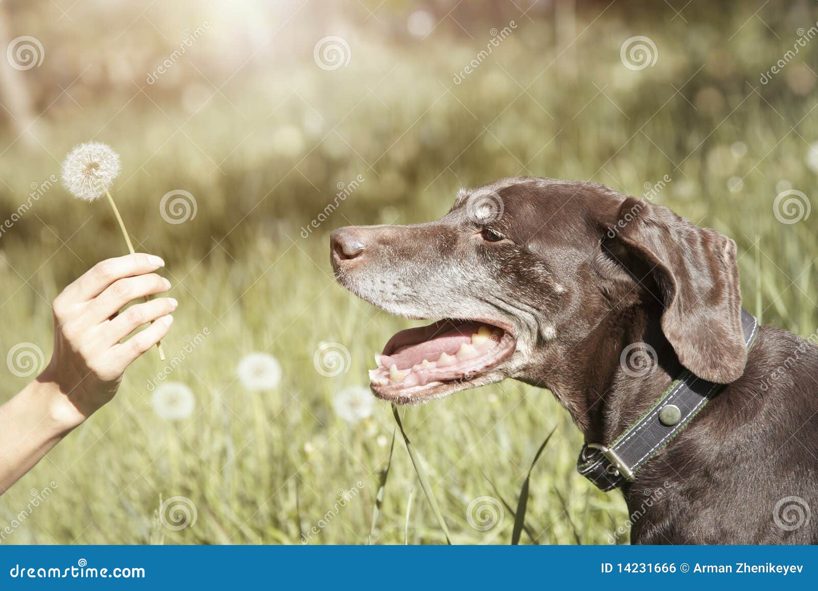Dog and dandelion stock photo. Image of happiness, kurzhaar 14231666