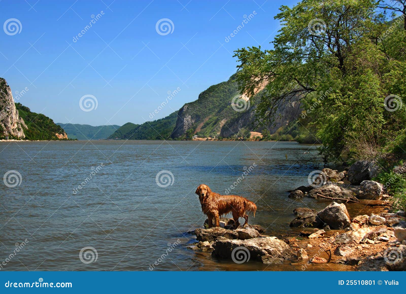 dog on danube riverbank
