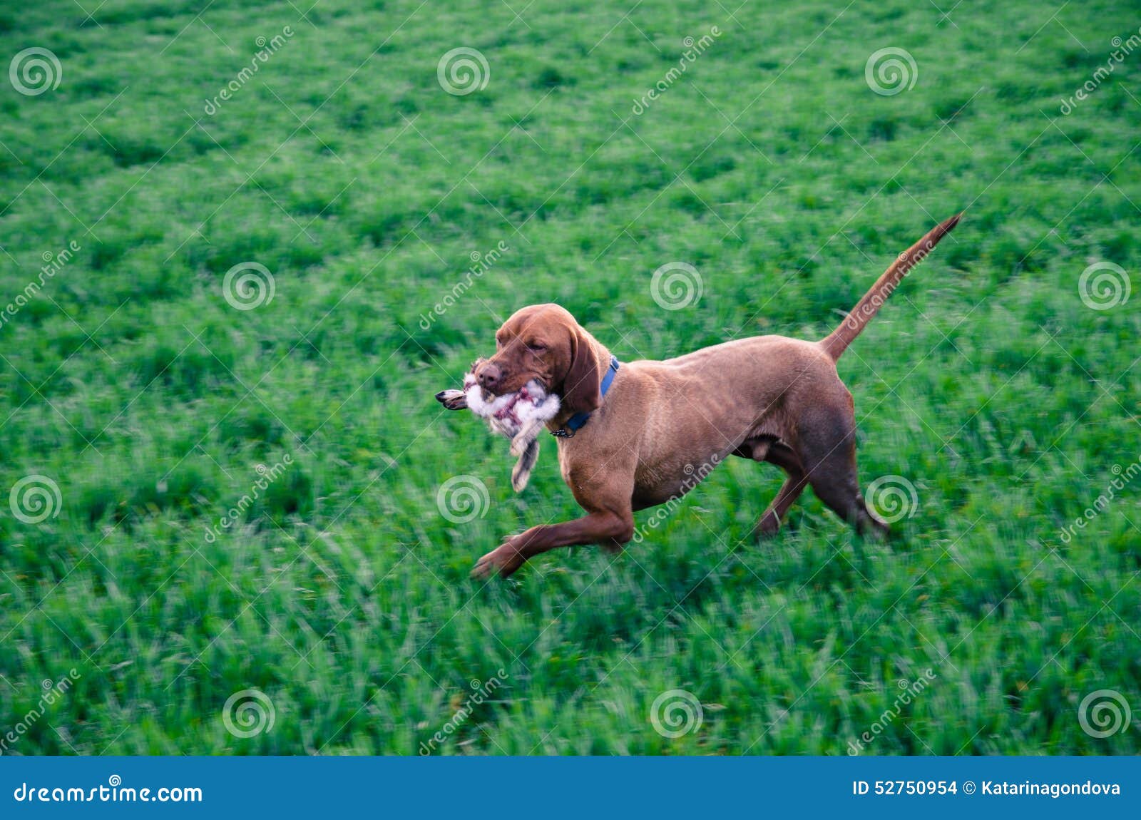 Dog with dead rabbit stock photo. Image of hunter, rabbit 52750954