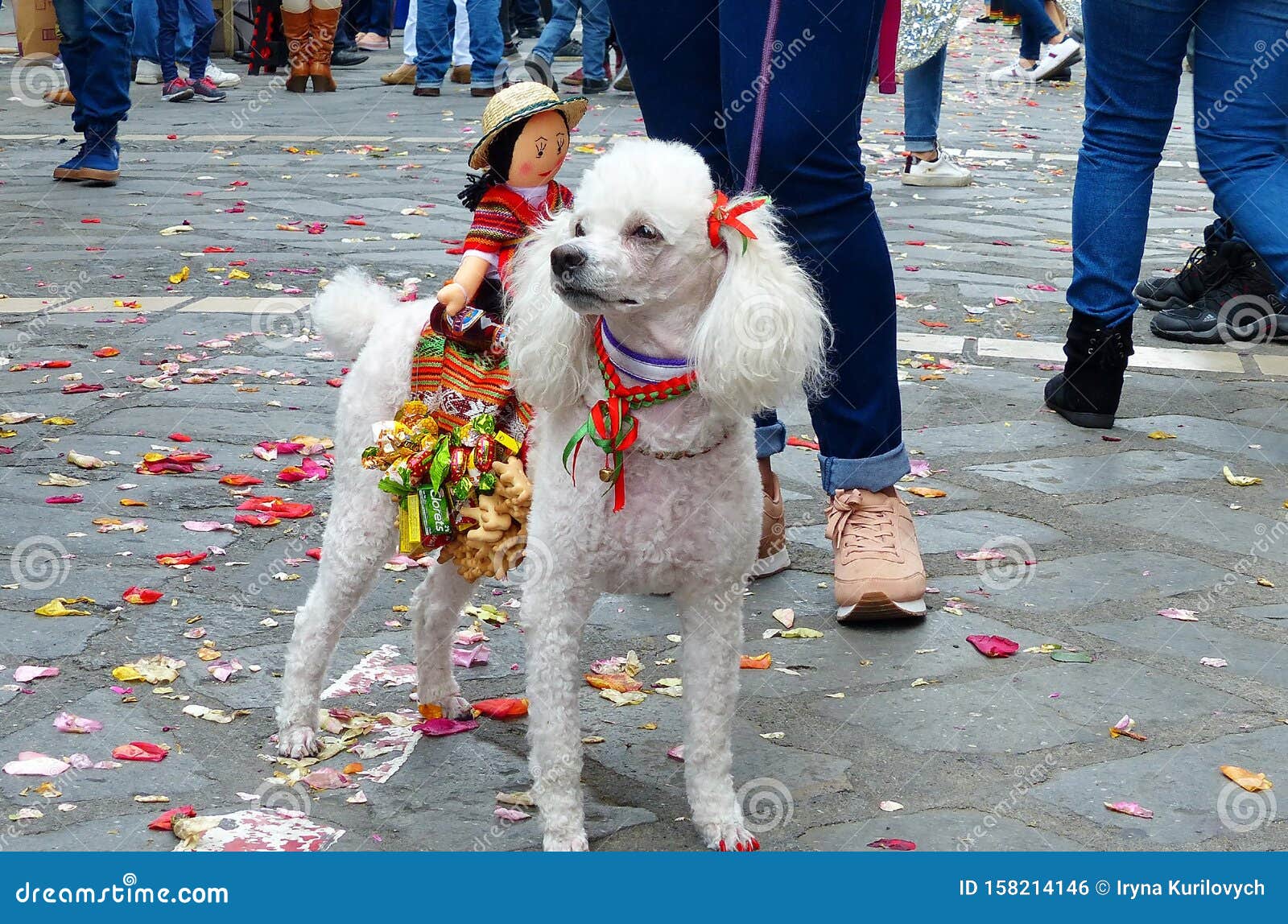 he dog is decorated as a horse with a rider. ecuador