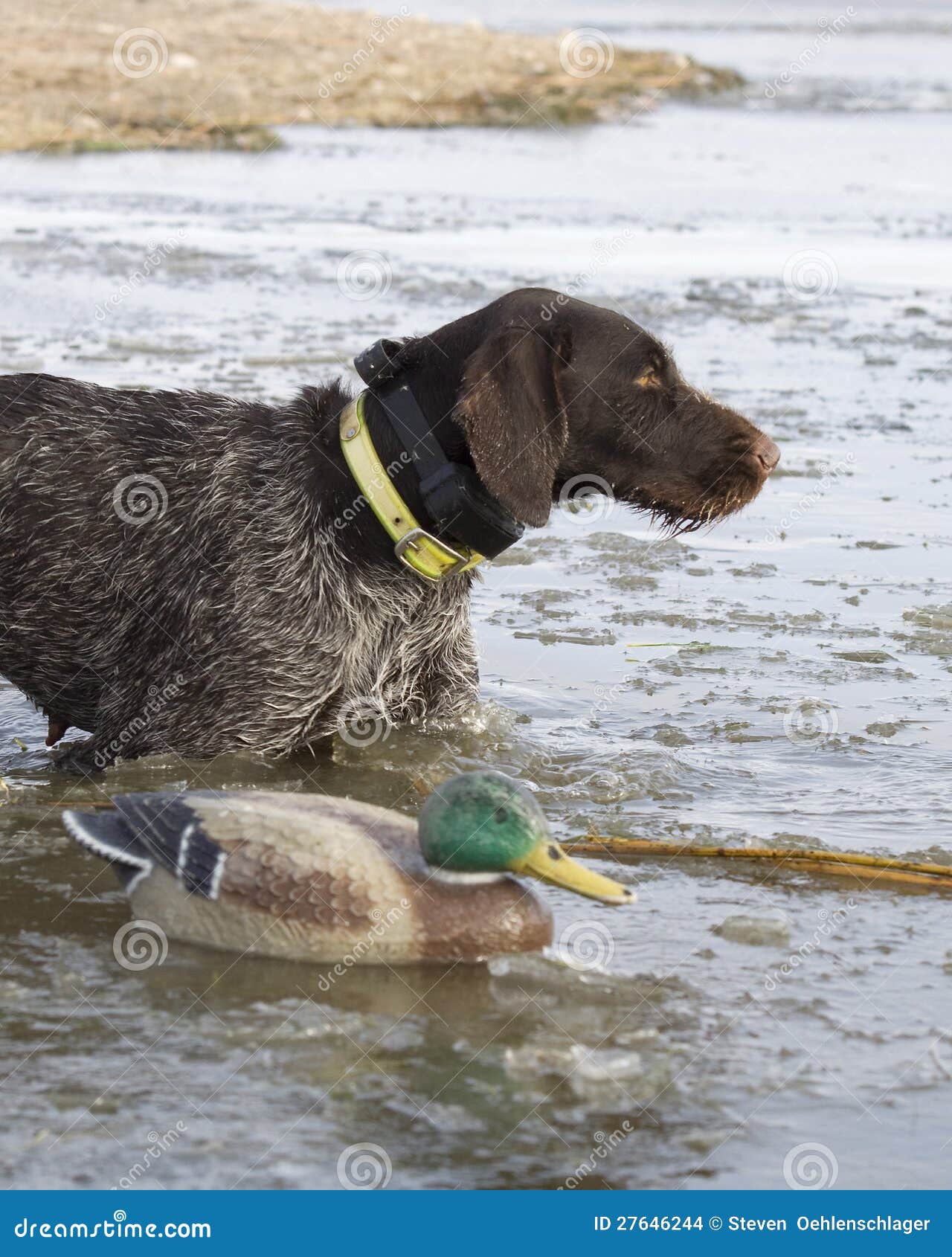 Dog and a Decoy stock photo. Image of retrieve, drahthhar 27646244