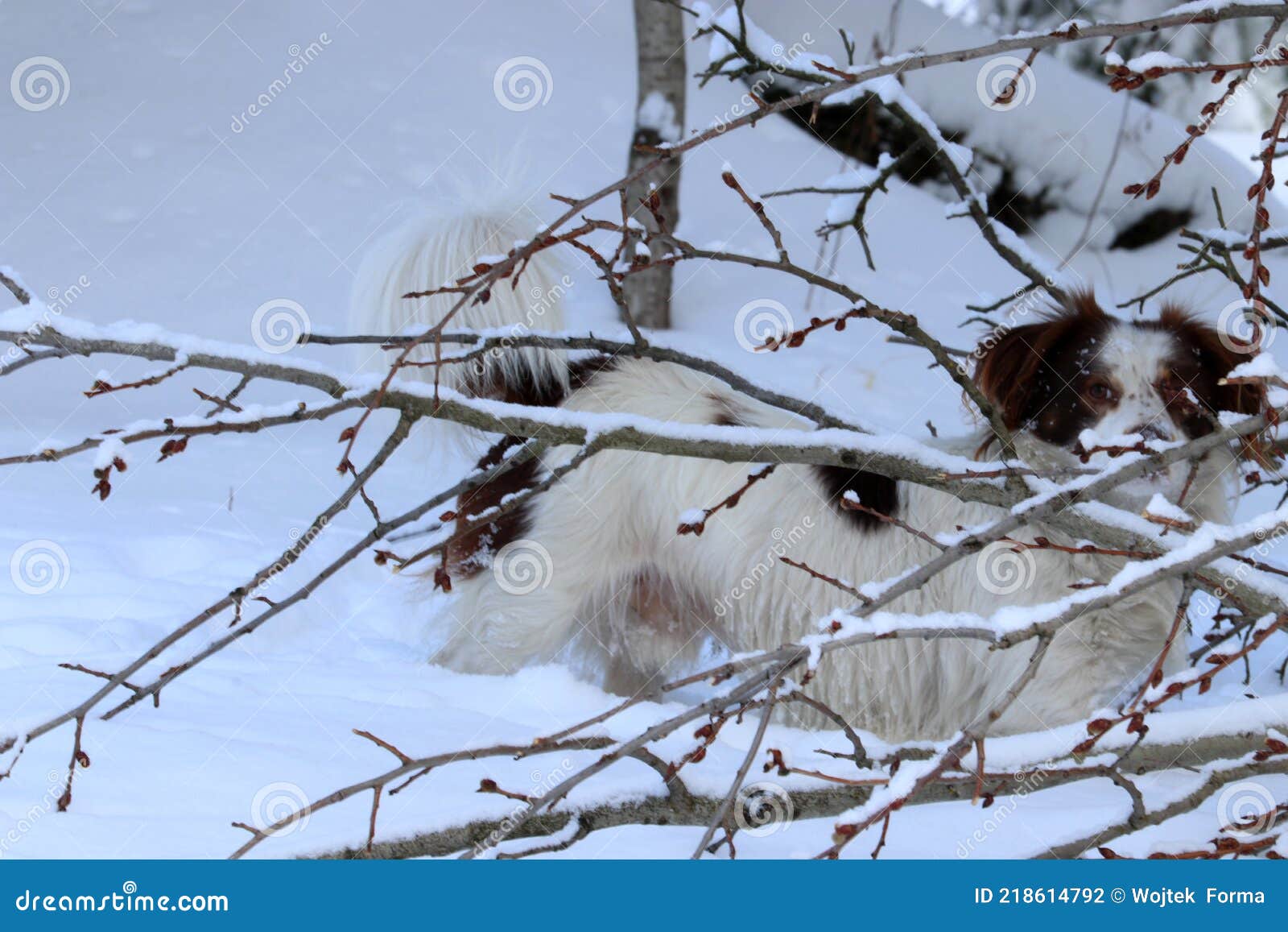Dog in Deep Snow Behind Branches Stock Photo Image of pets, scenics