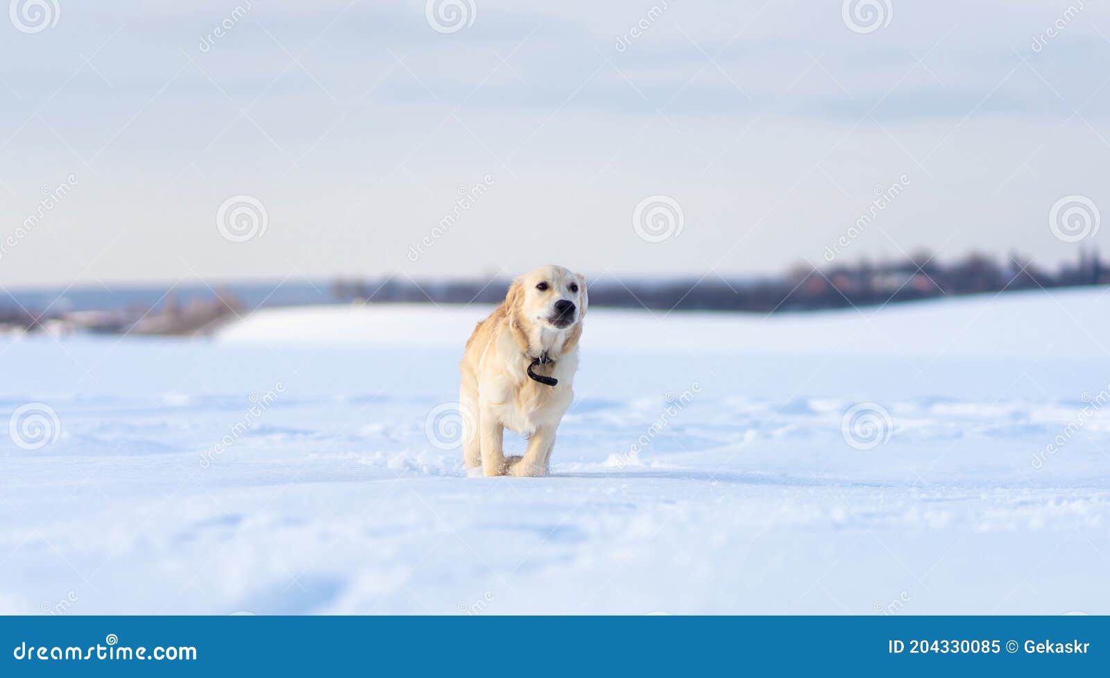 Dog in deep snow stock image. Image of adorable, collar 204330085