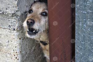 Dog Defending The House Stock Image Image Of Countryside 181824271