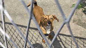 Dog Defending The House Stock Photo Image Of Breed 182650816