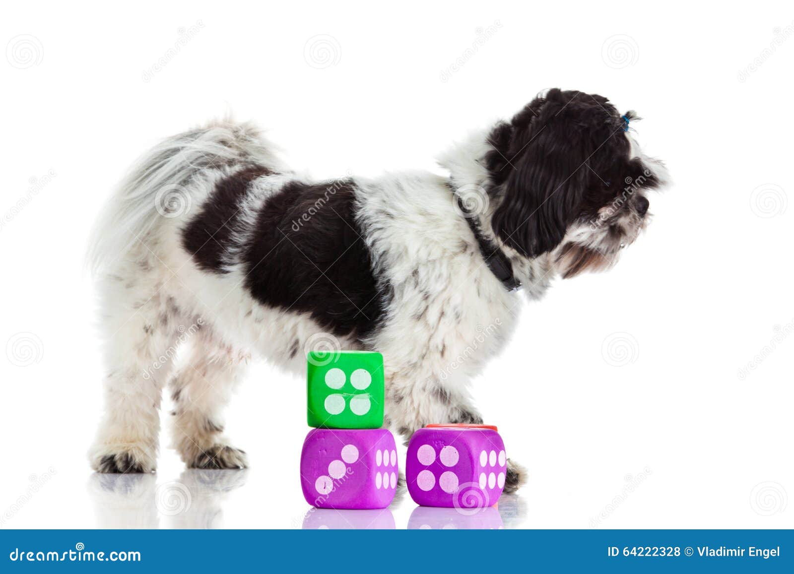 dog with dices  on white background