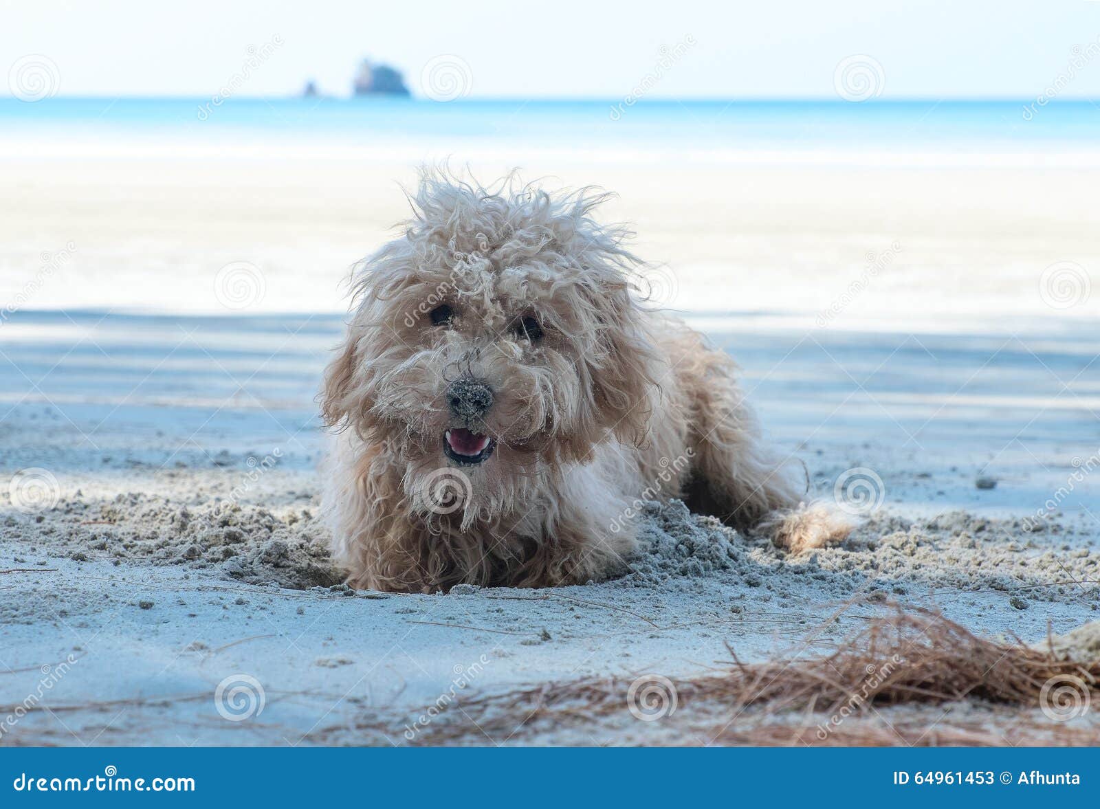 Dog dig holes in the sand stock image. Image of ocean 64961453