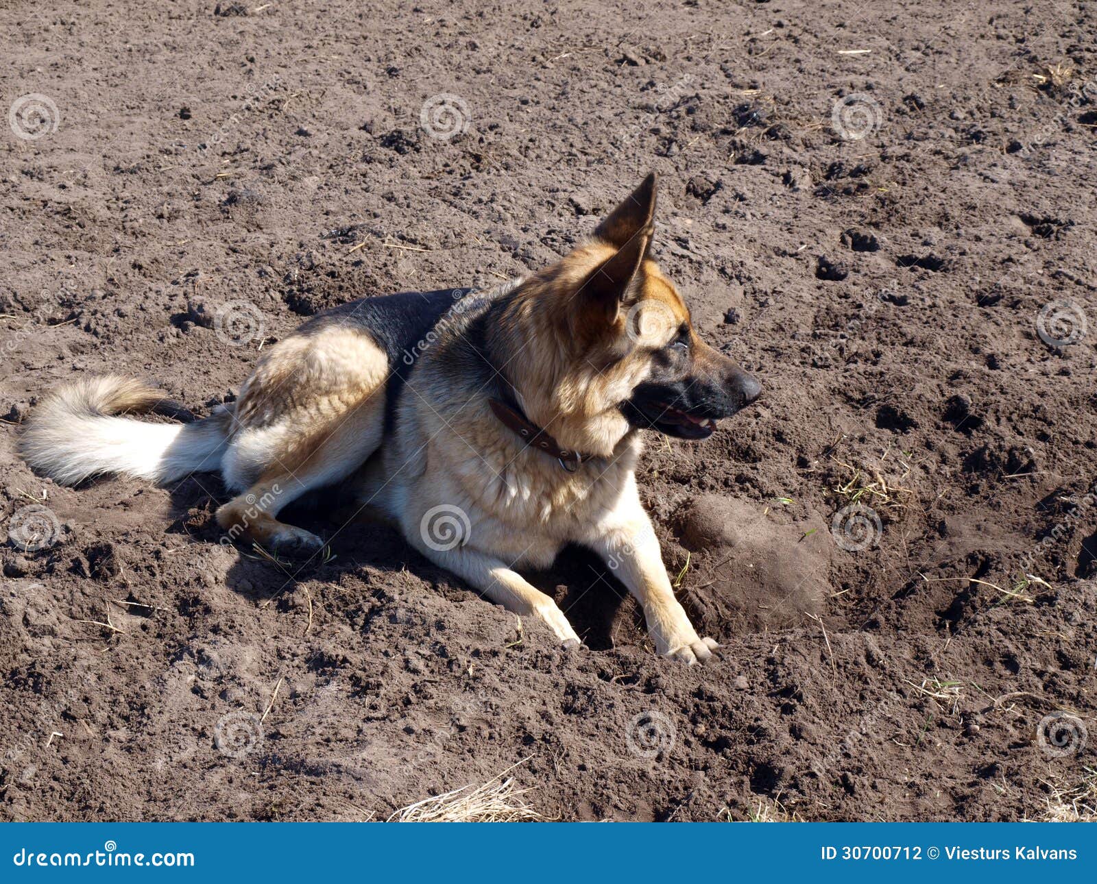 Dog digger stock photo. Image of deep, soil, dirty, garden 30700712