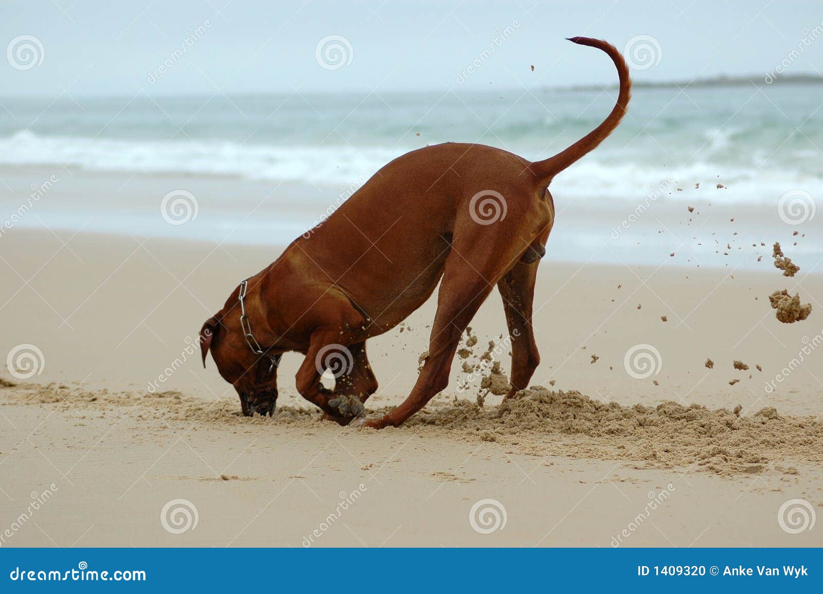 free clipart dog digging - photo #38