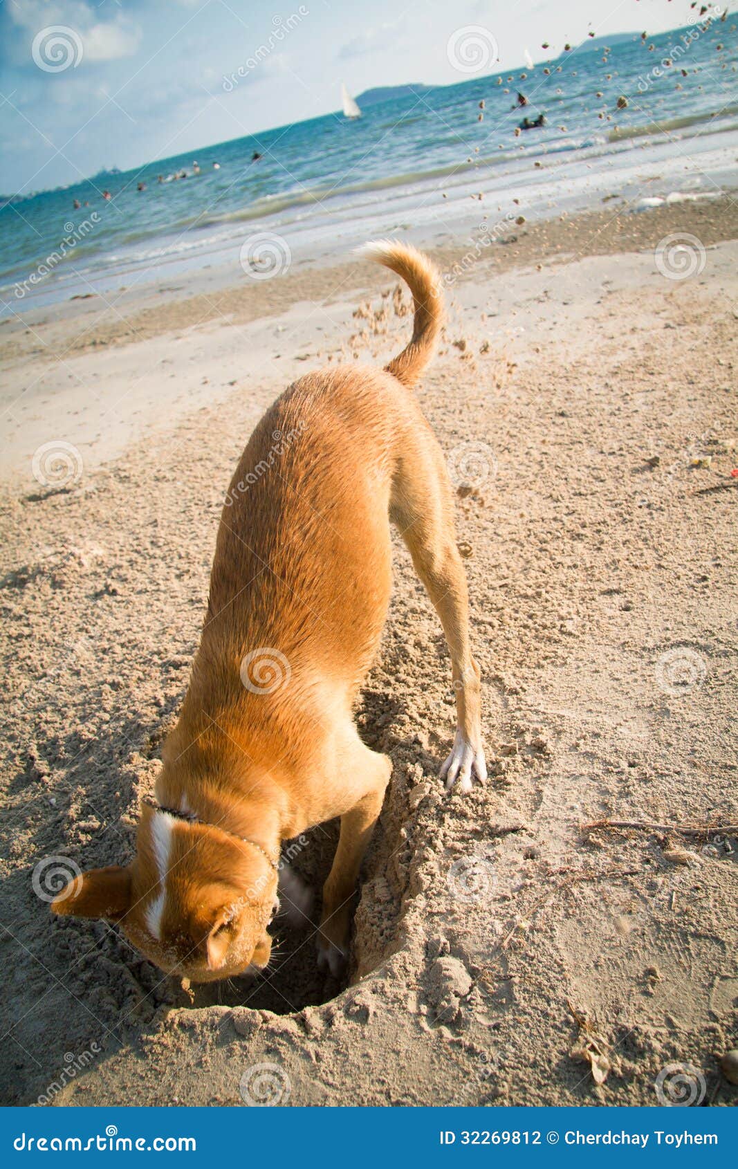 The Dog Digging a Hole in the Sand Stock Photo Image of problem