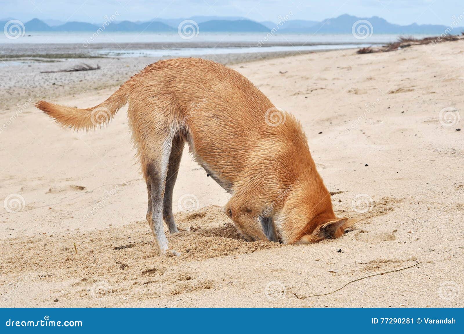 Dog Digging Sand and His Head in Sand Beach Stock Image Image of
