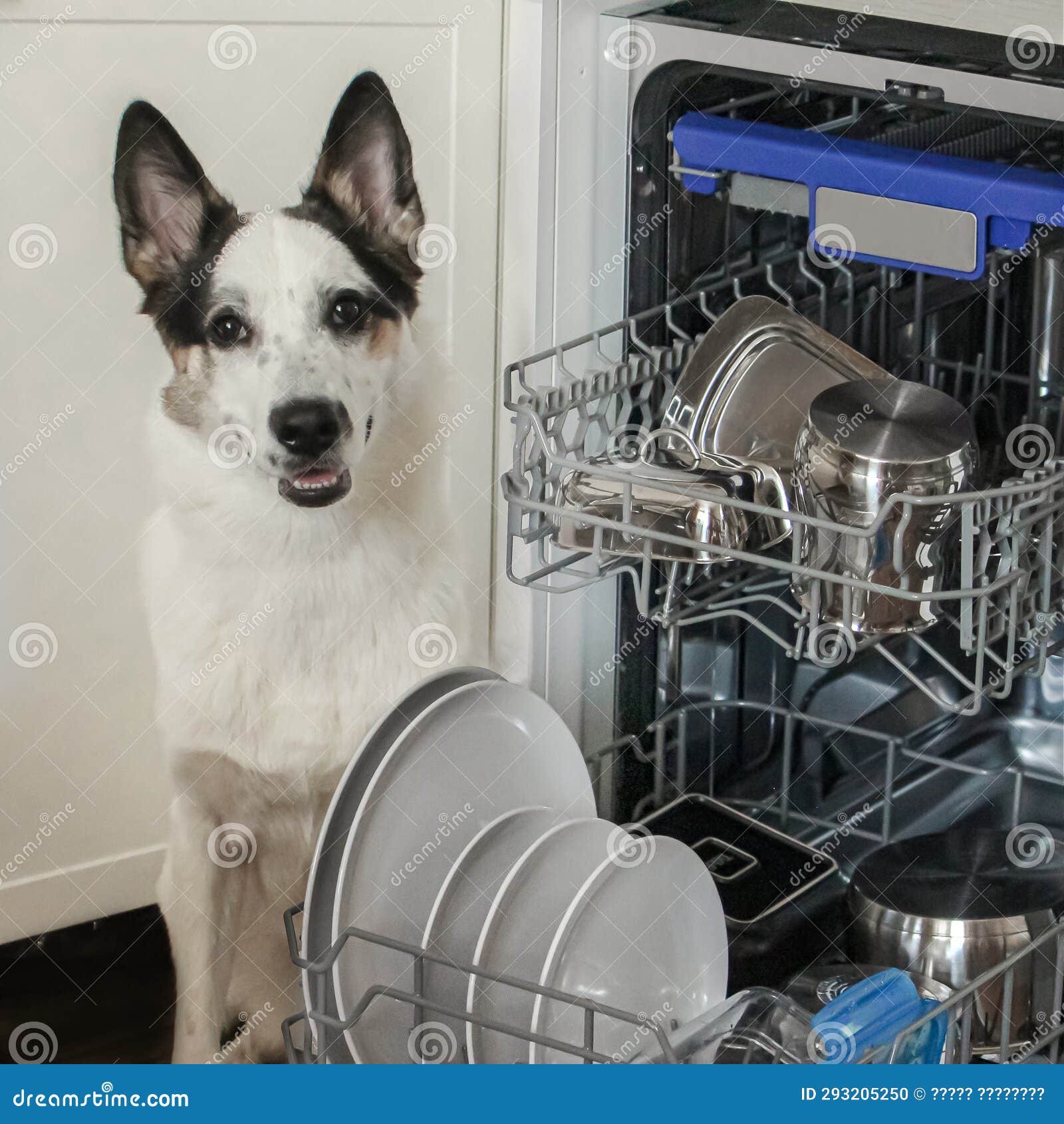 Dog with dishwasher stock photo. Image of border, clothing 293205250