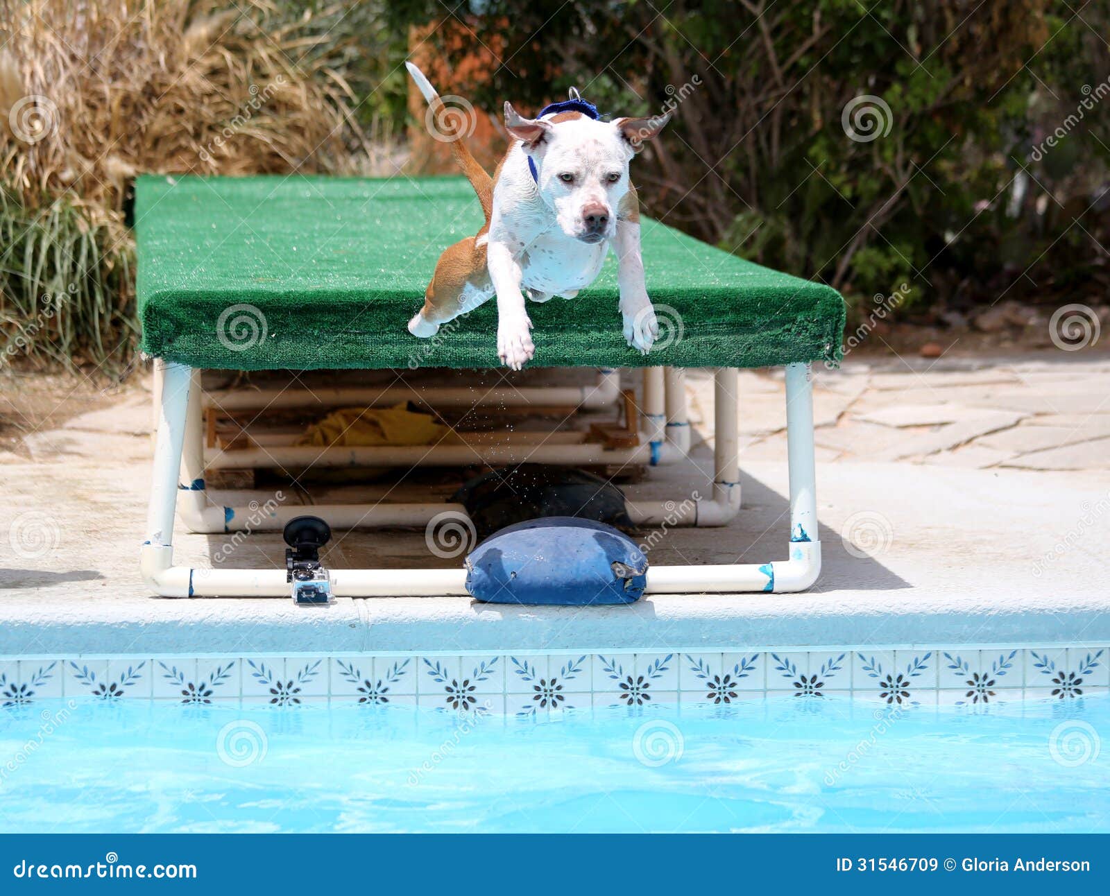 Dog Diving Off of a Dock into the Pool Stock Image Image of happy