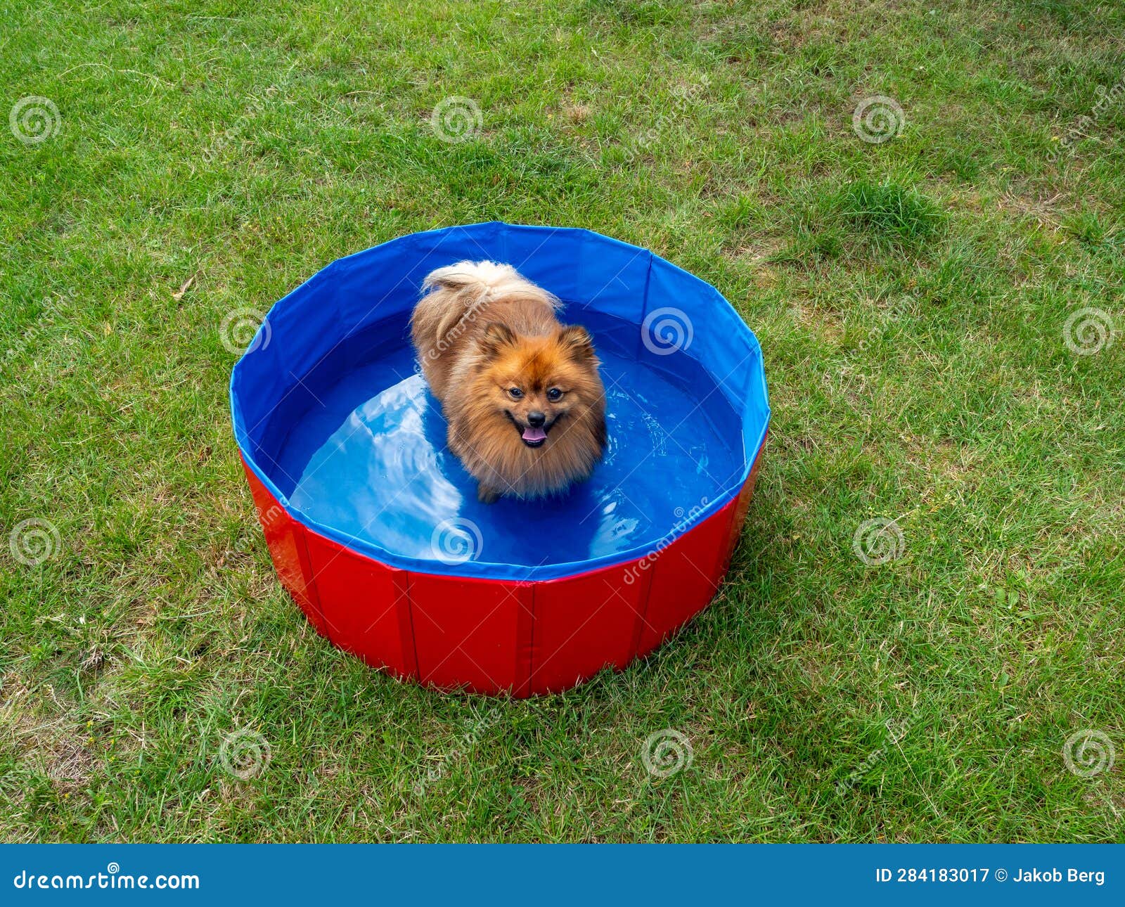Dog in the Dog Pool on the Green Lawn. Stock Image Image of swimming