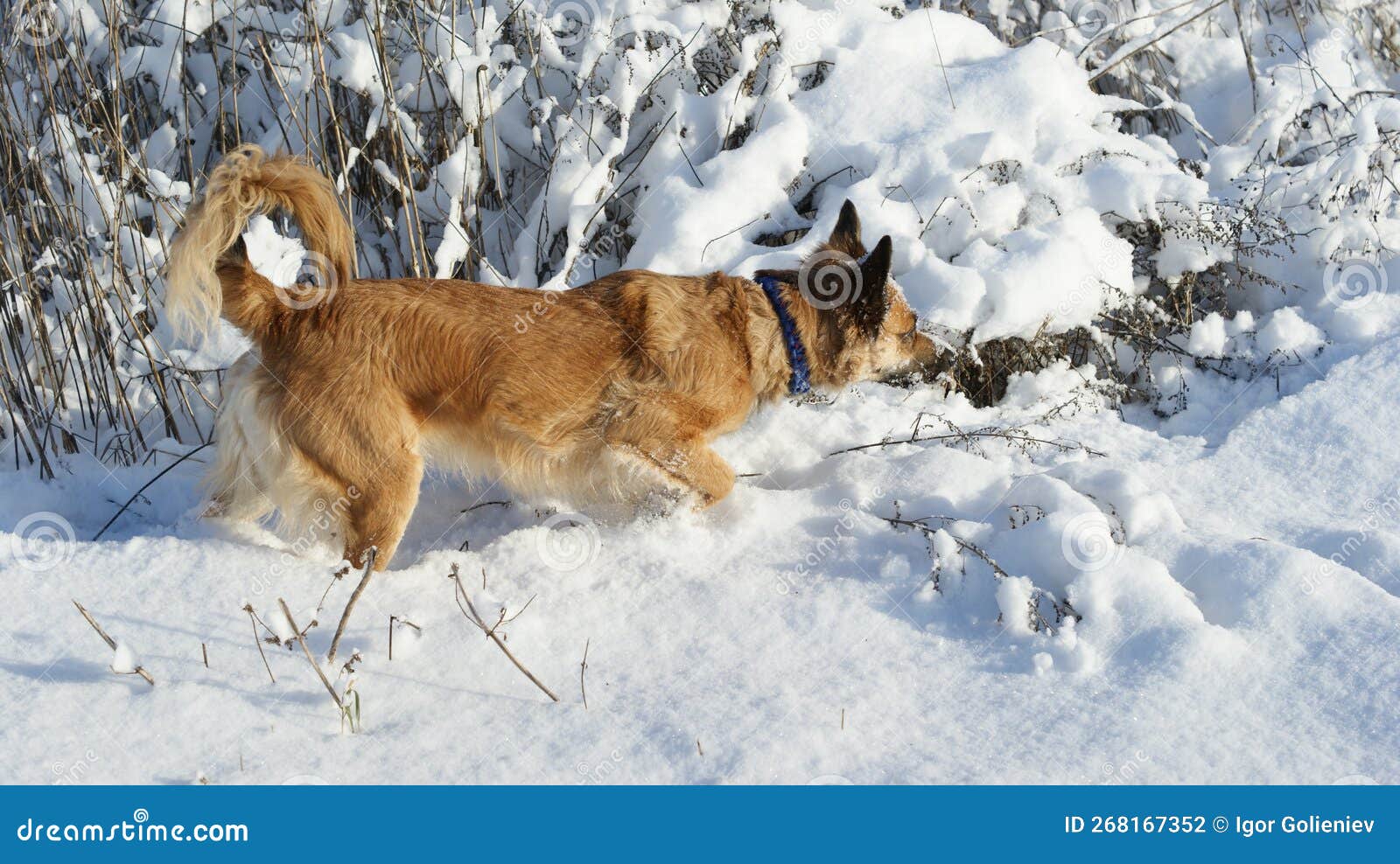 Dogs in the Winter among the Snow Stock Photo Image of aboriginal
