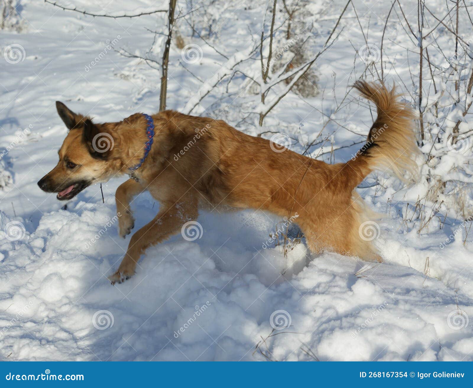Dogs in the Winter among the Snow Stock Photo Image of environment