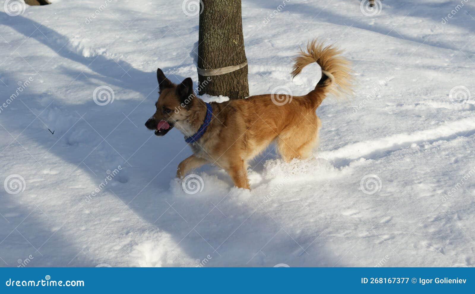 Dogs in the Winter among the Snow Stock Image Image of dogs, domestic
