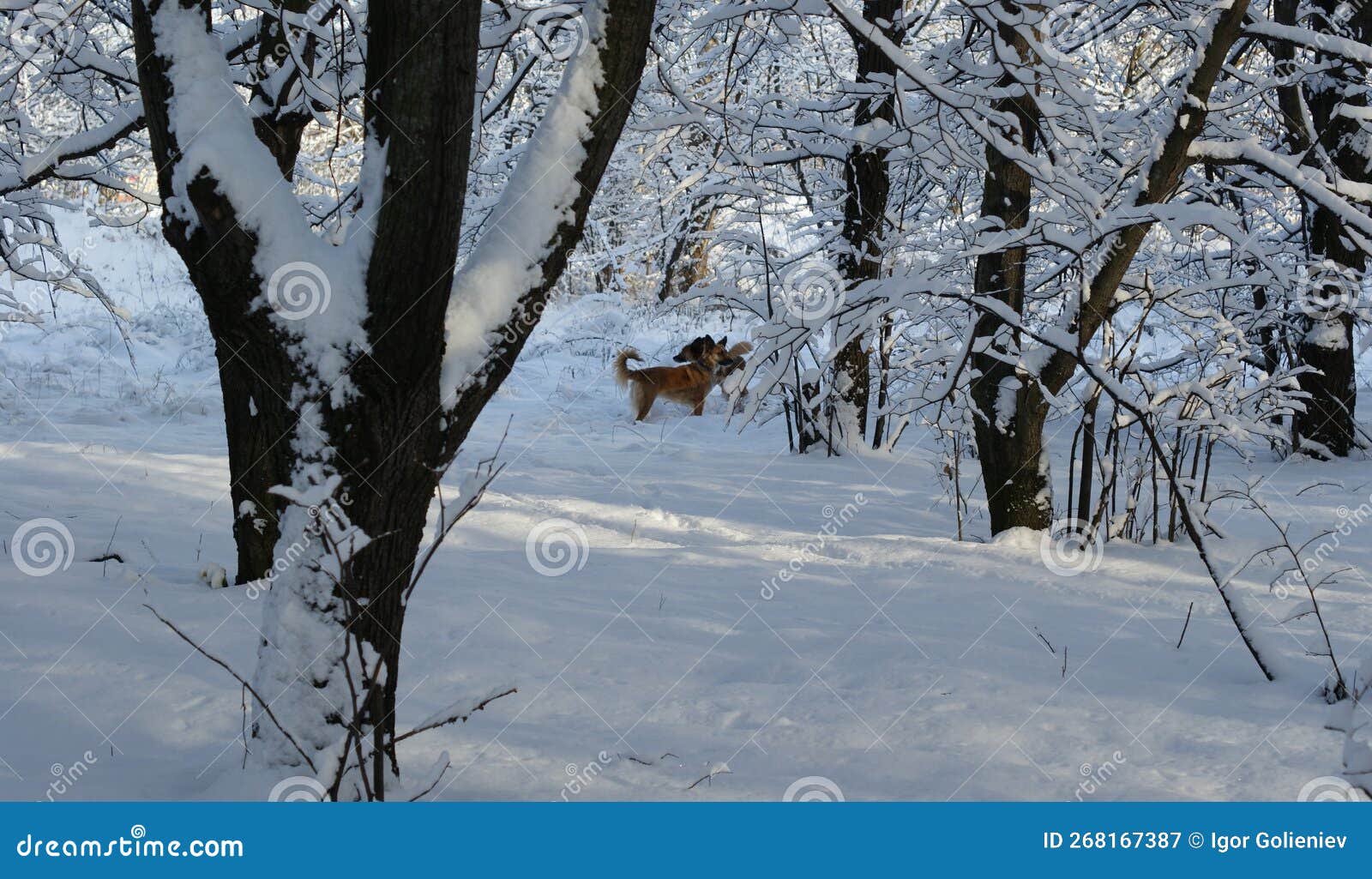 Dogs in the Winter among the Snow Stock Image Image of endemic, fauna