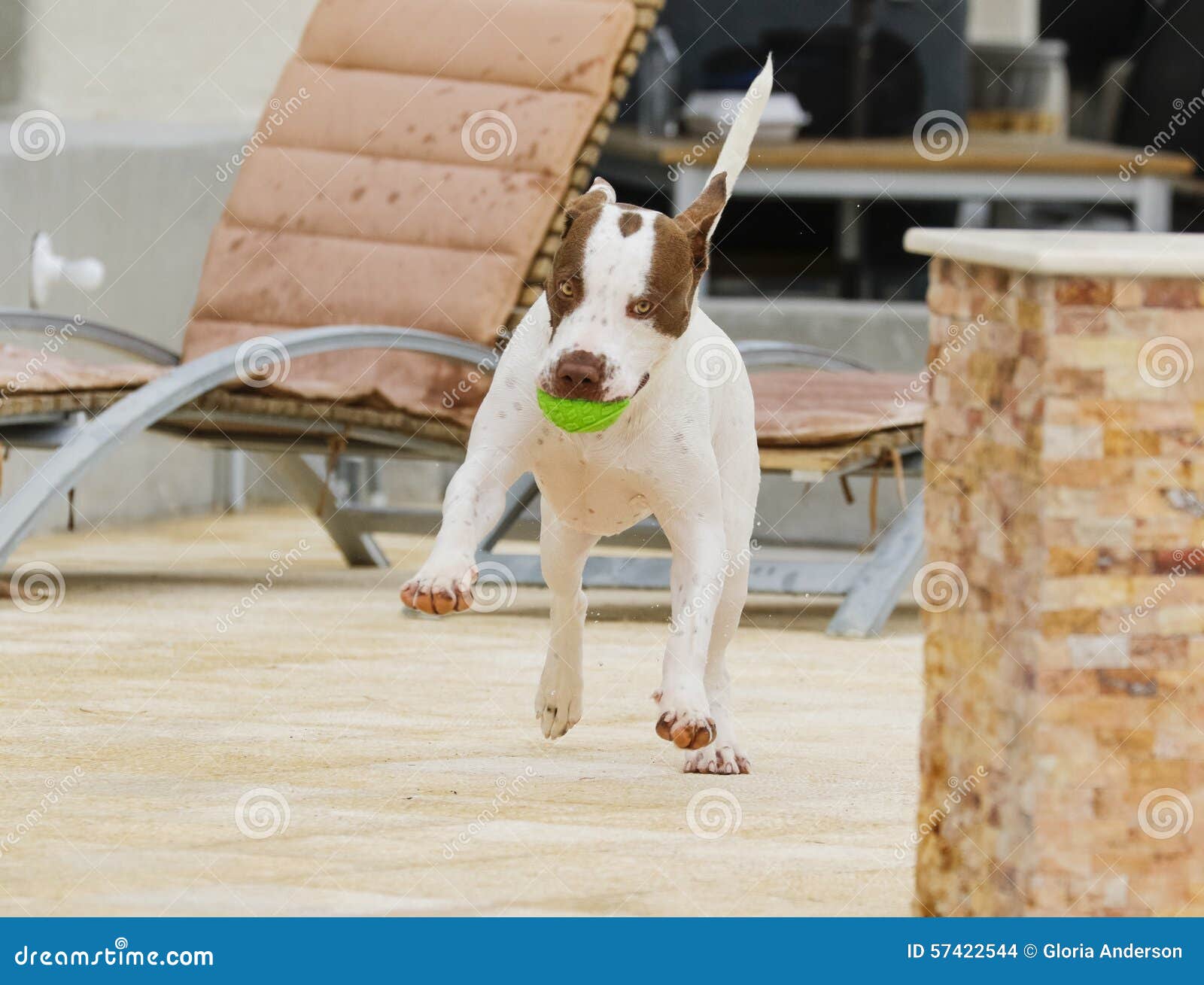 Dog doing a happy dance stock photo. Image of animal 57422544