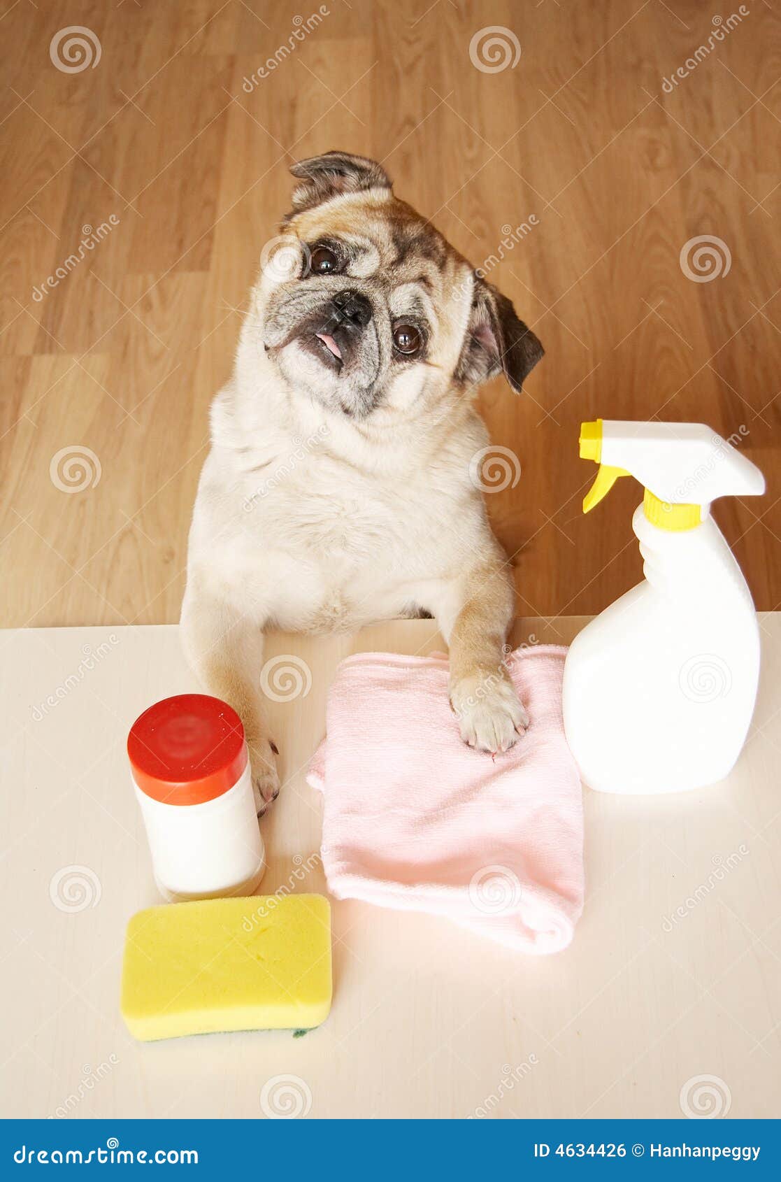 dog doing housework