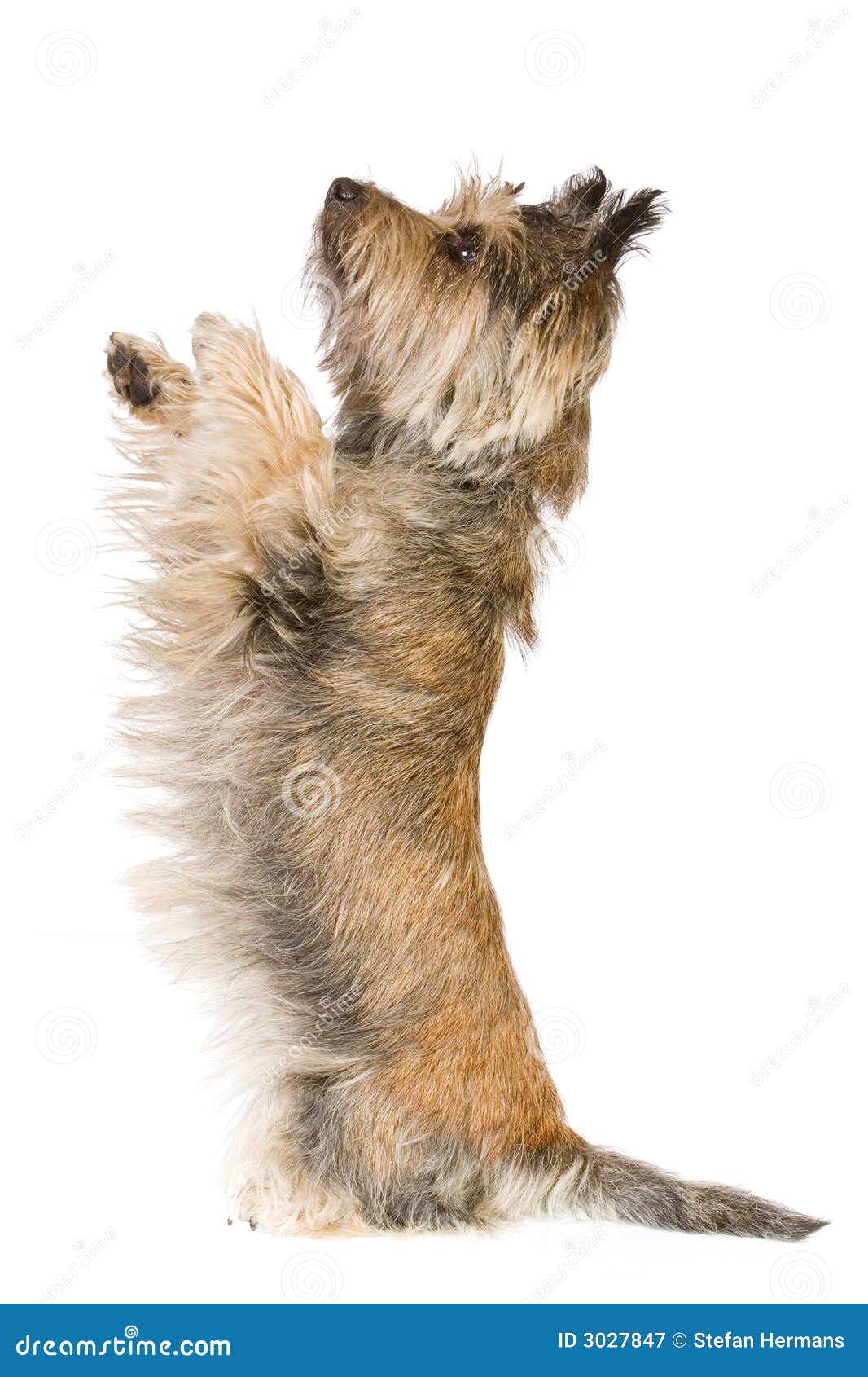 Dog doing a trick stock image. Image of studio, circus 3027847