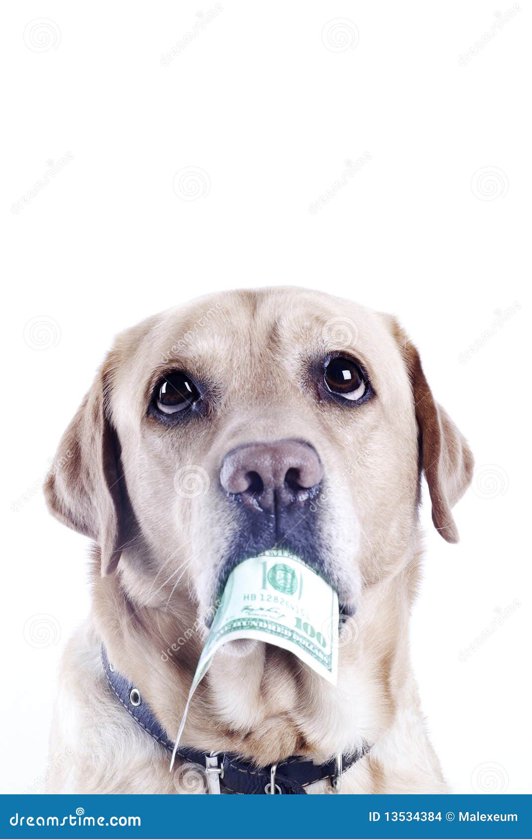 Dog with a dollar bill stock photo. Image of business 13534384