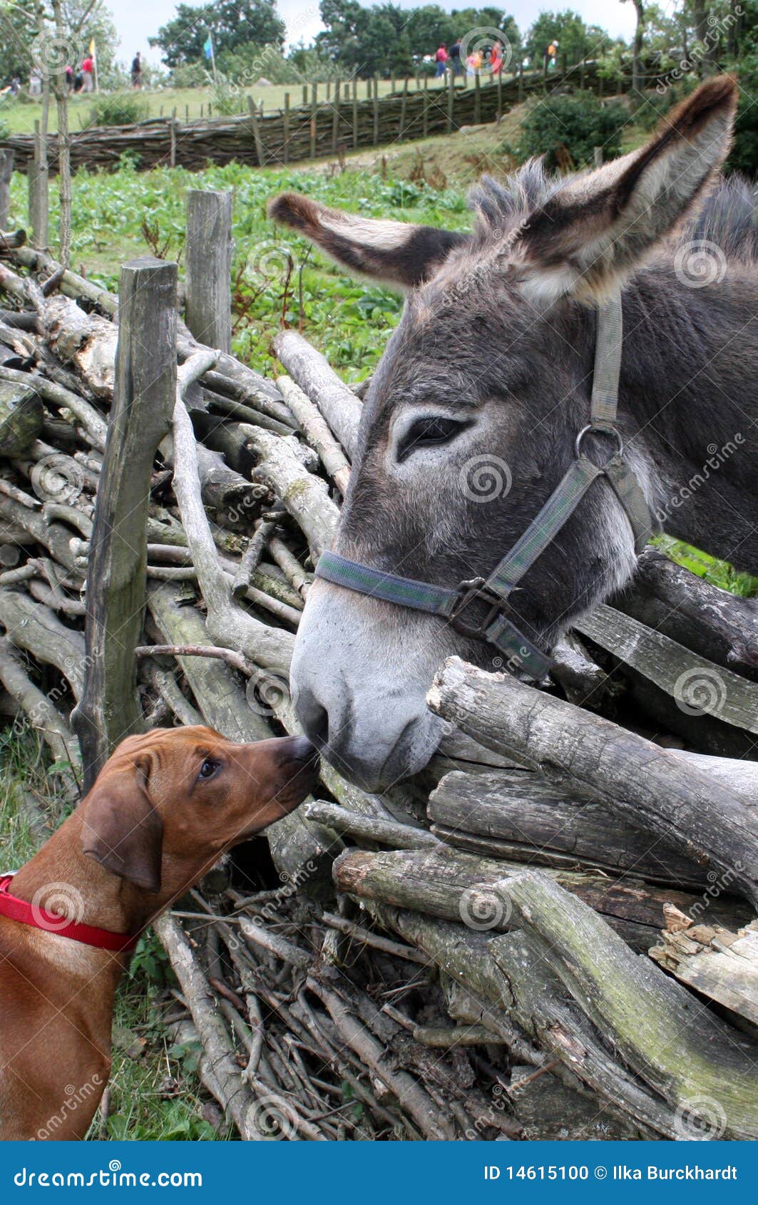 Dog and donkey stock photo. Image of grey, cute, touch 14615100